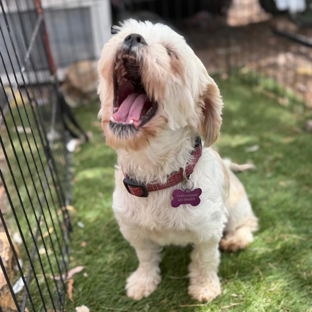 Enlarge Lila 2, a Adoptable Shih Tzu in Phoenix, AZ image 1/4