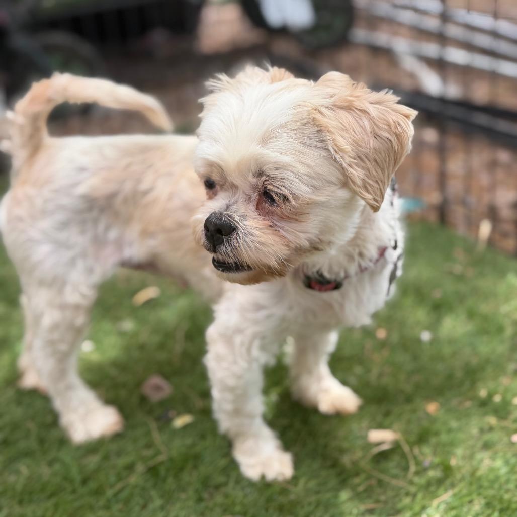 Enlarge Lila 2, a Adoptable Shih Tzu in Phoenix, AZ image 2/4