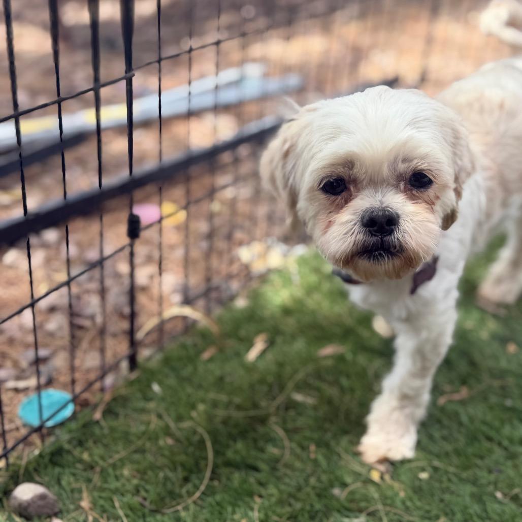 Enlarge Lila 2, a Adoptable Shih Tzu in Phoenix, AZ image 3/4