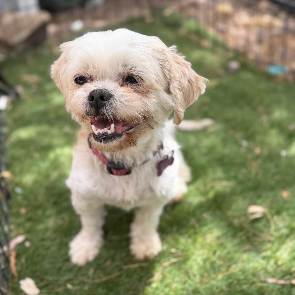 Enlarge Lila 2, a Adoptable Shih Tzu in Phoenix, AZ image 4/4