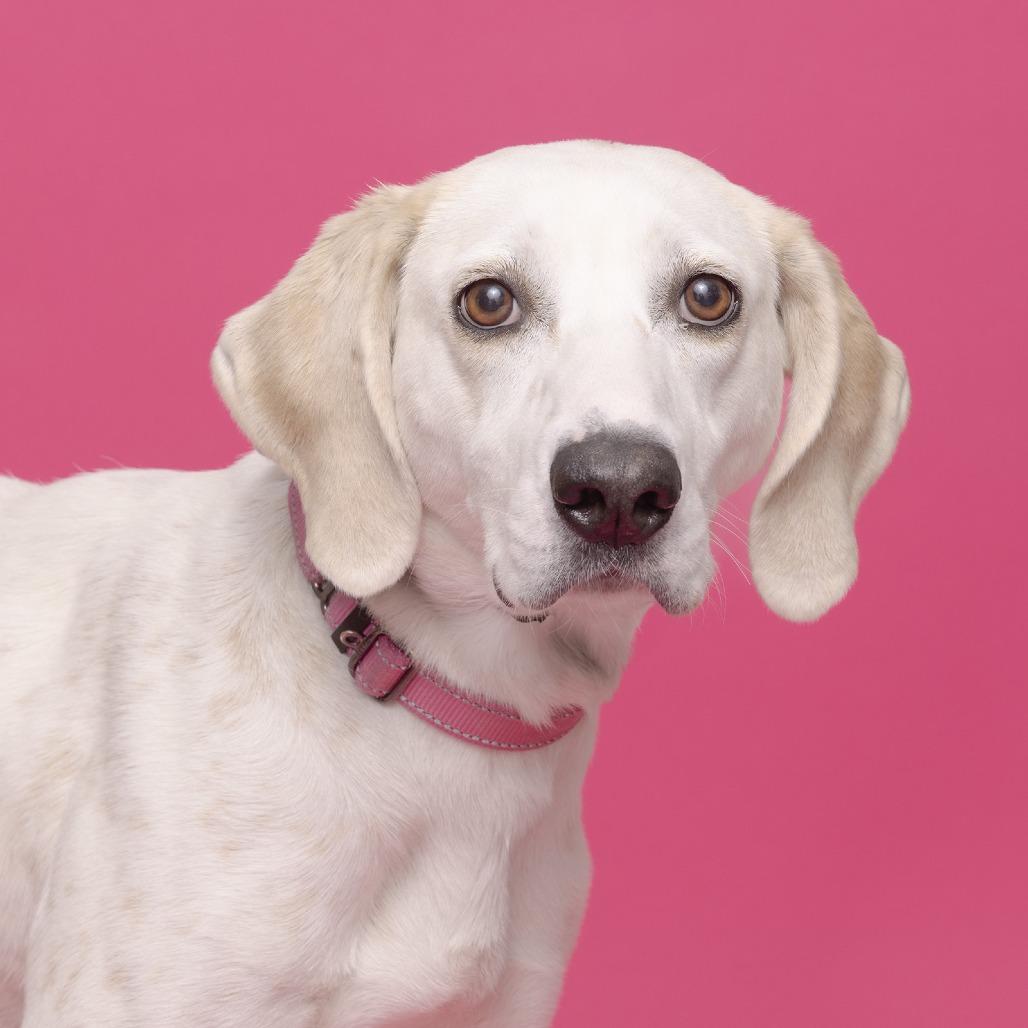 Pearl — thumbnail 4