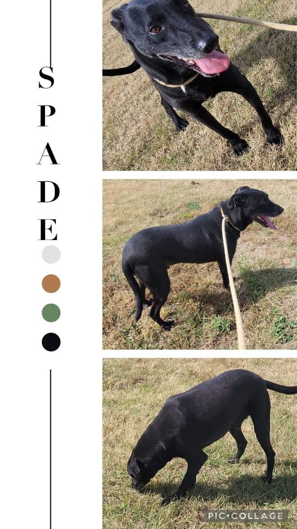 Enlarge Spade, a Adoptable mixed breed image 1/2