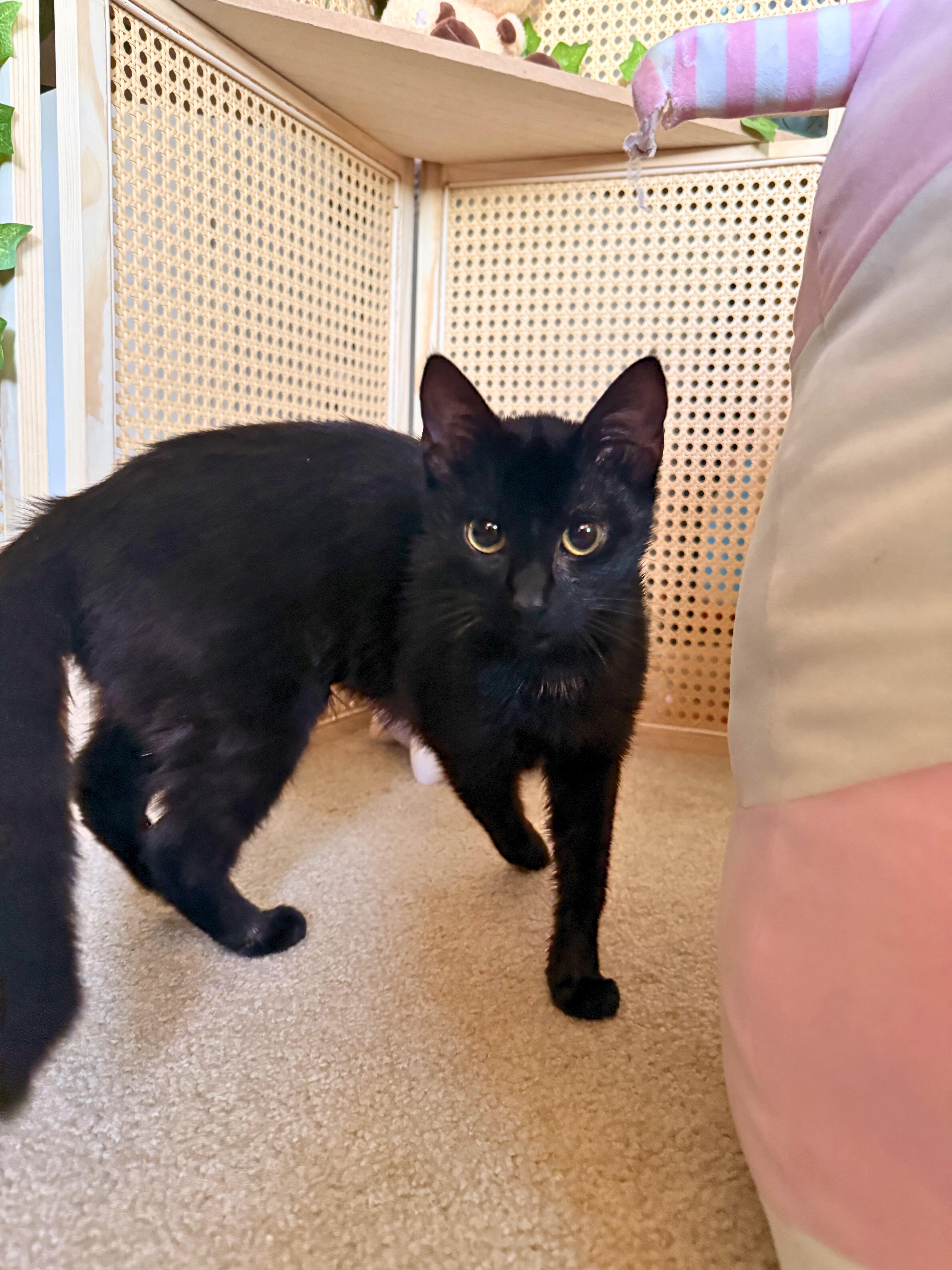 Enlarge Salem, an adopted Domestic Short Hair in Elk Grove, CA image 1/3