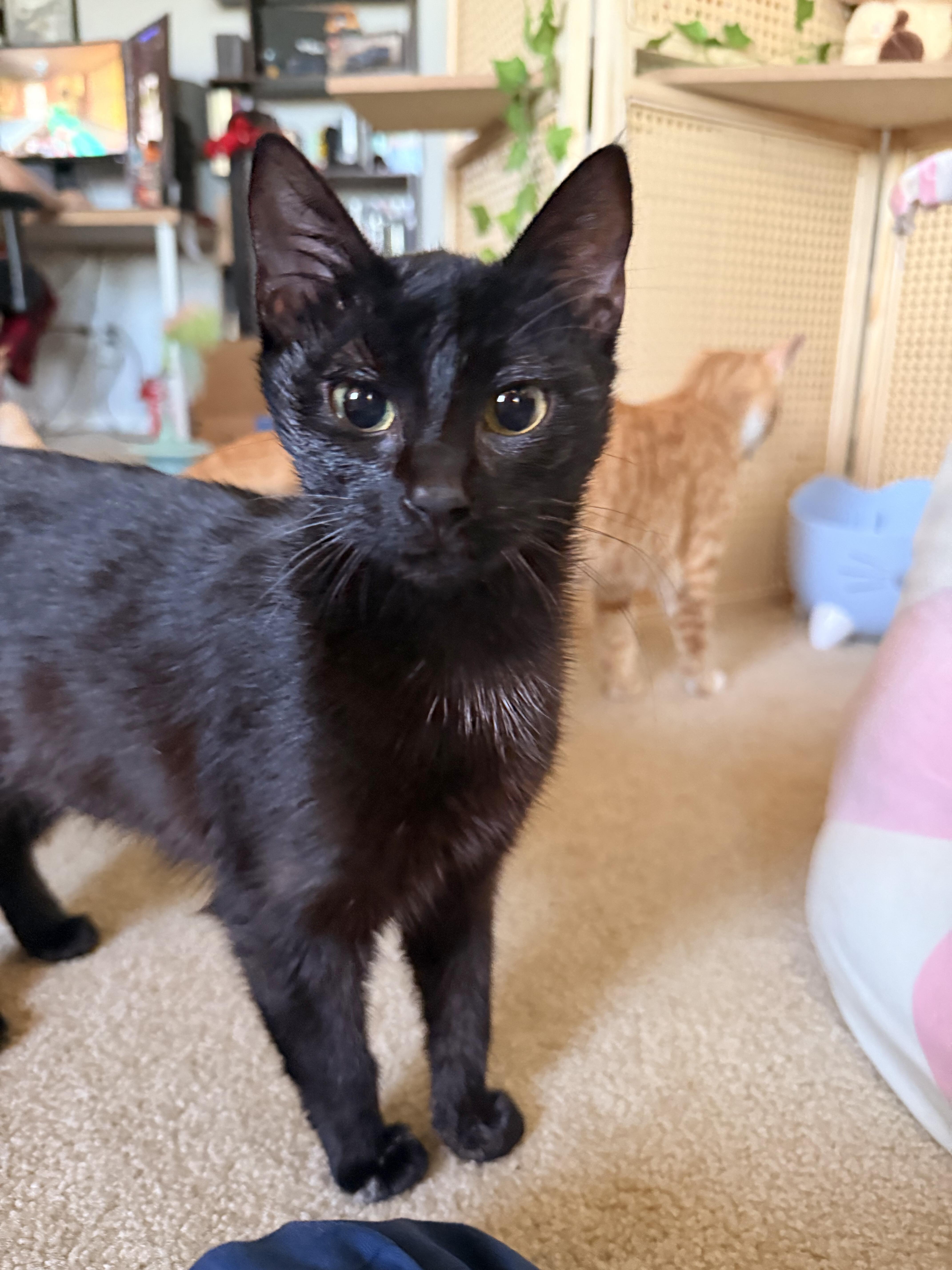 Enlarge Salem, an adopted Domestic Short Hair in Elk Grove, CA image 2/3