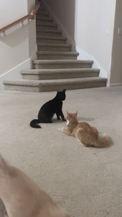 Enlarge Salem, an adopted Domestic Short Hair in Elk Grove, CA video 3/3