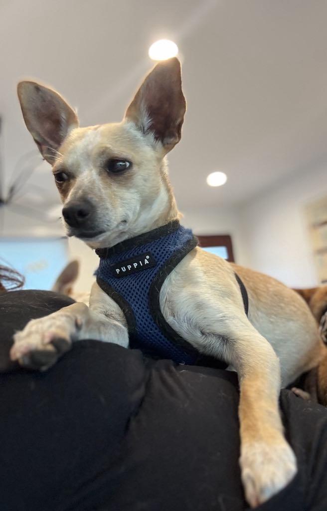 Enlarge Marco, a Adopted Chihuahua in Long Beach , CA image 3/4