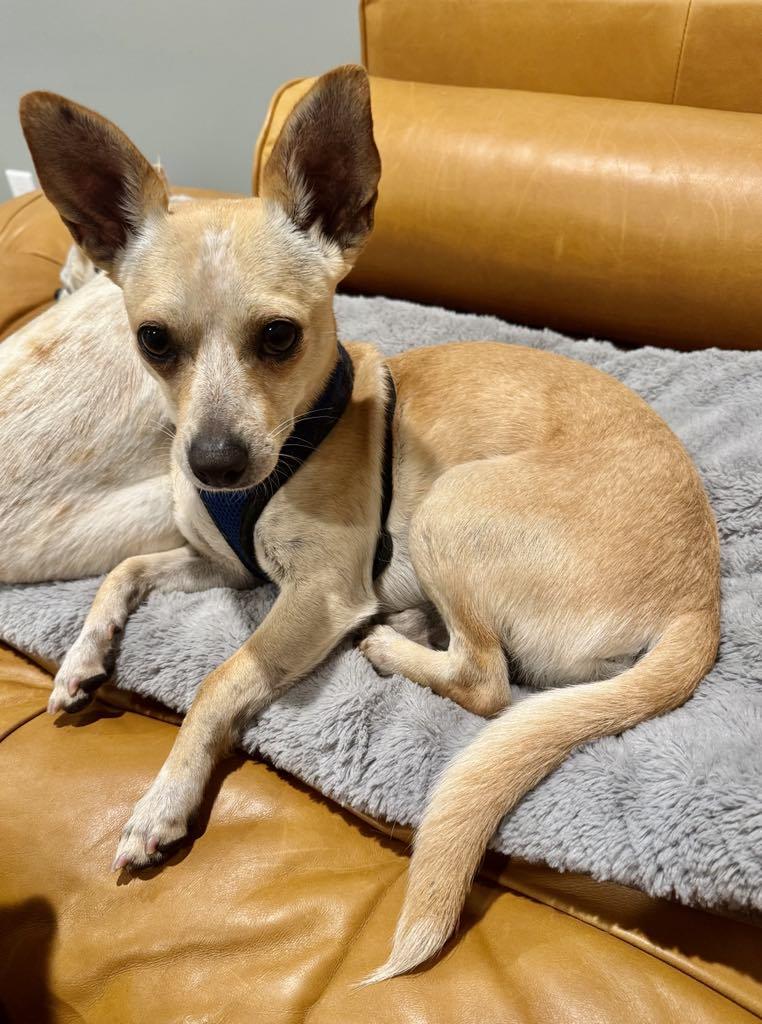 Enlarge Marco, a Adopted Chihuahua in Long Beach , CA image 1/4