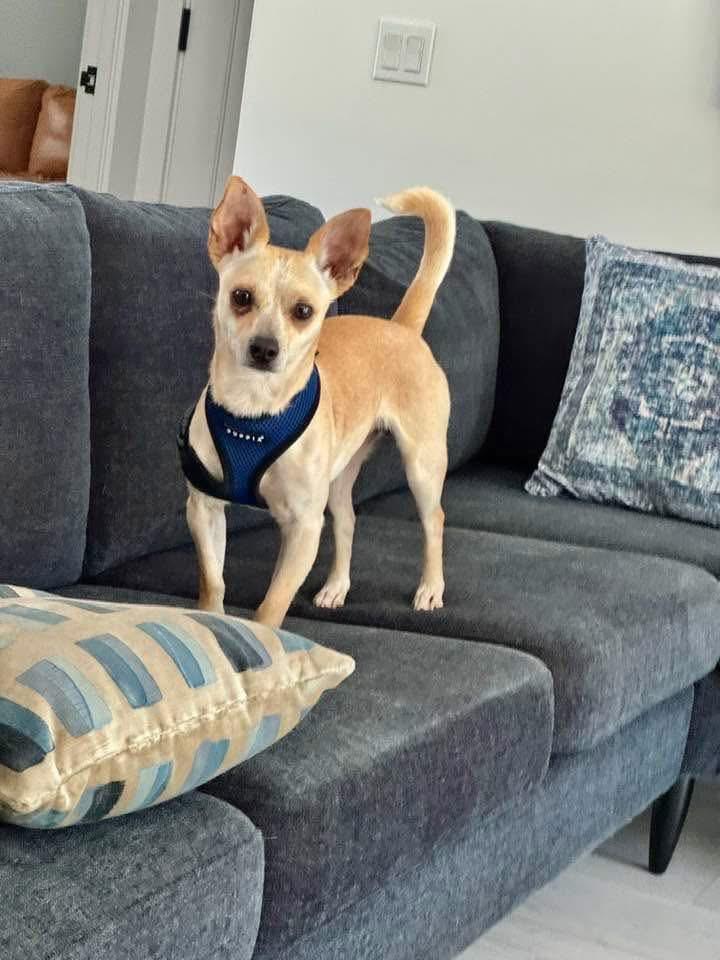 Enlarge Marco, a Adopted Chihuahua in Long Beach , CA image 2/4