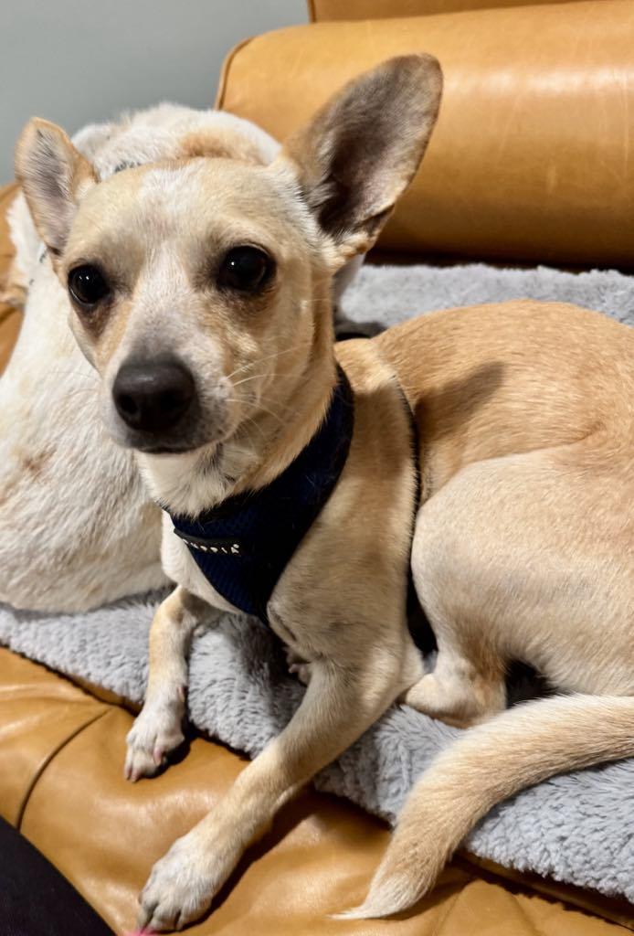 Enlarge Marco, a Adopted Chihuahua in Long Beach , CA image 4/4