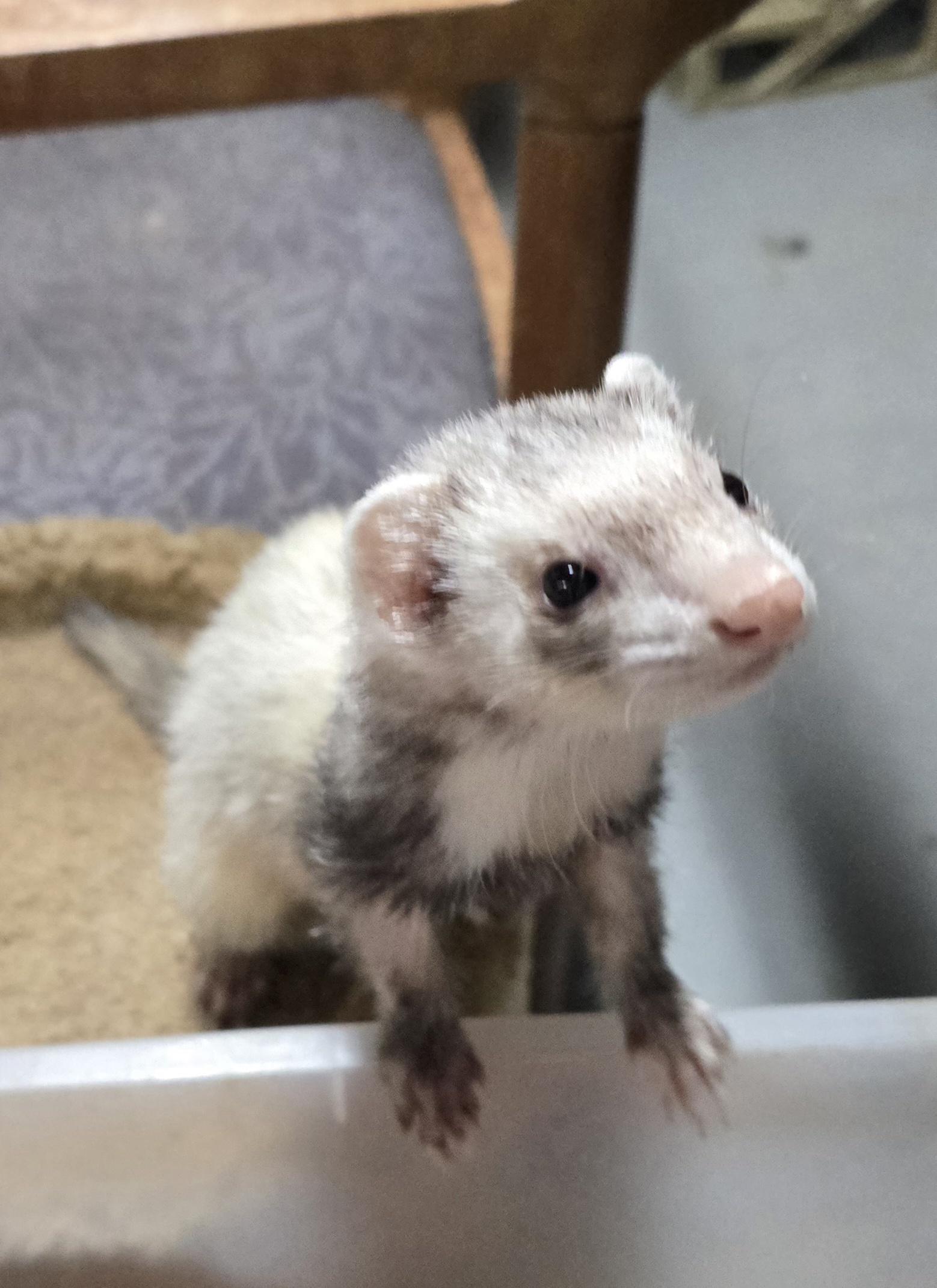 Gizmo, ADOPTABLE, Adult Female Ferret.
