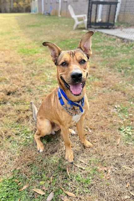 ART, Adoptable, Adult Male German Shepherd Dog & Mixed Breed.