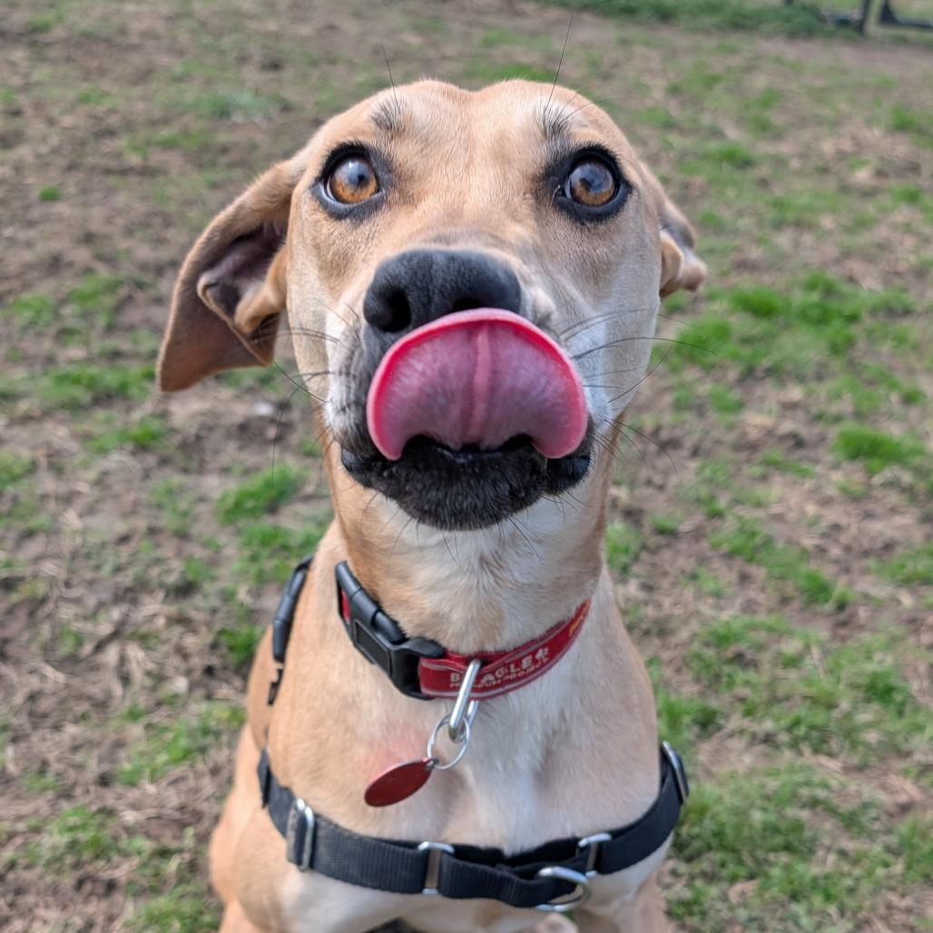 Memphis, Adoptable, Adult Male Labrador Retriever.