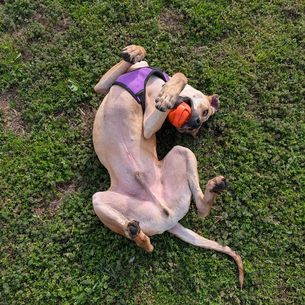 Enlarge Memphis, a Adoptable Labrador Retriever in Nowata, OK image 2/6