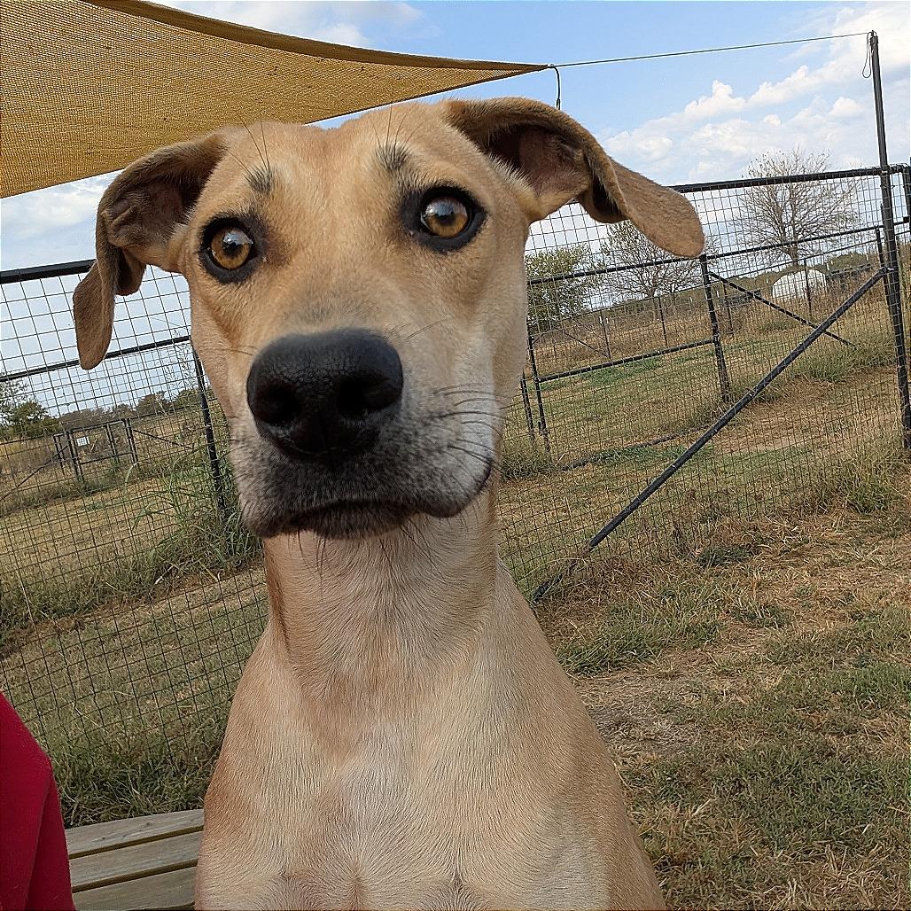 Enlarge Memphis, a Adoptable Labrador Retriever in Nowata, OK image 3/6