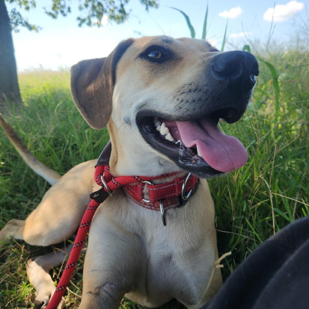 Enlarge Memphis, a Adoptable Labrador Retriever in Nowata, OK image 4/6
