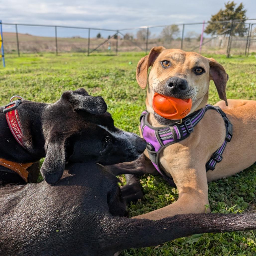 Enlarge Memphis, a Adoptable Labrador Retriever in Nowata, OK image 5/6