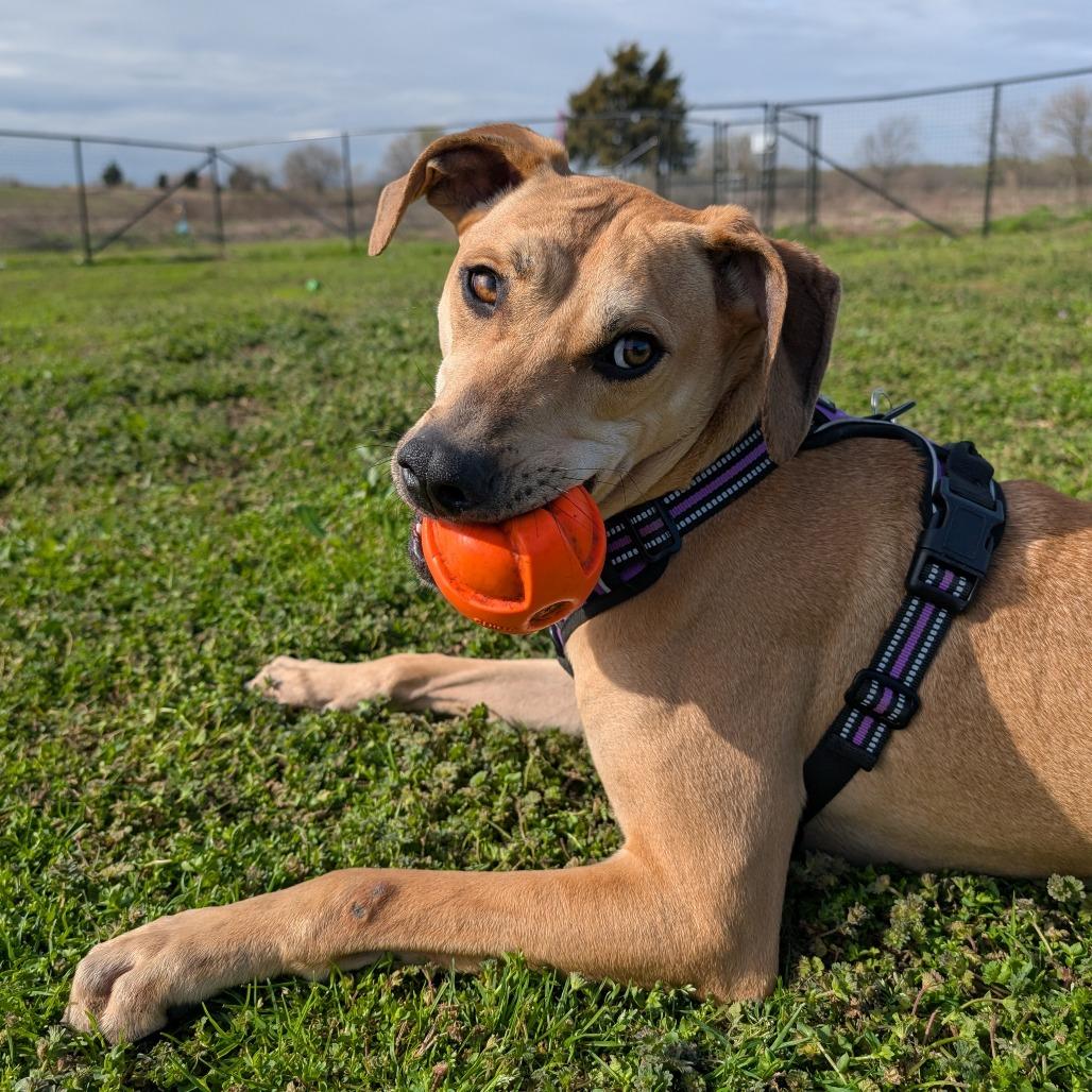 Enlarge Memphis, a Adoptable Labrador Retriever in Nowata, OK image 6/6