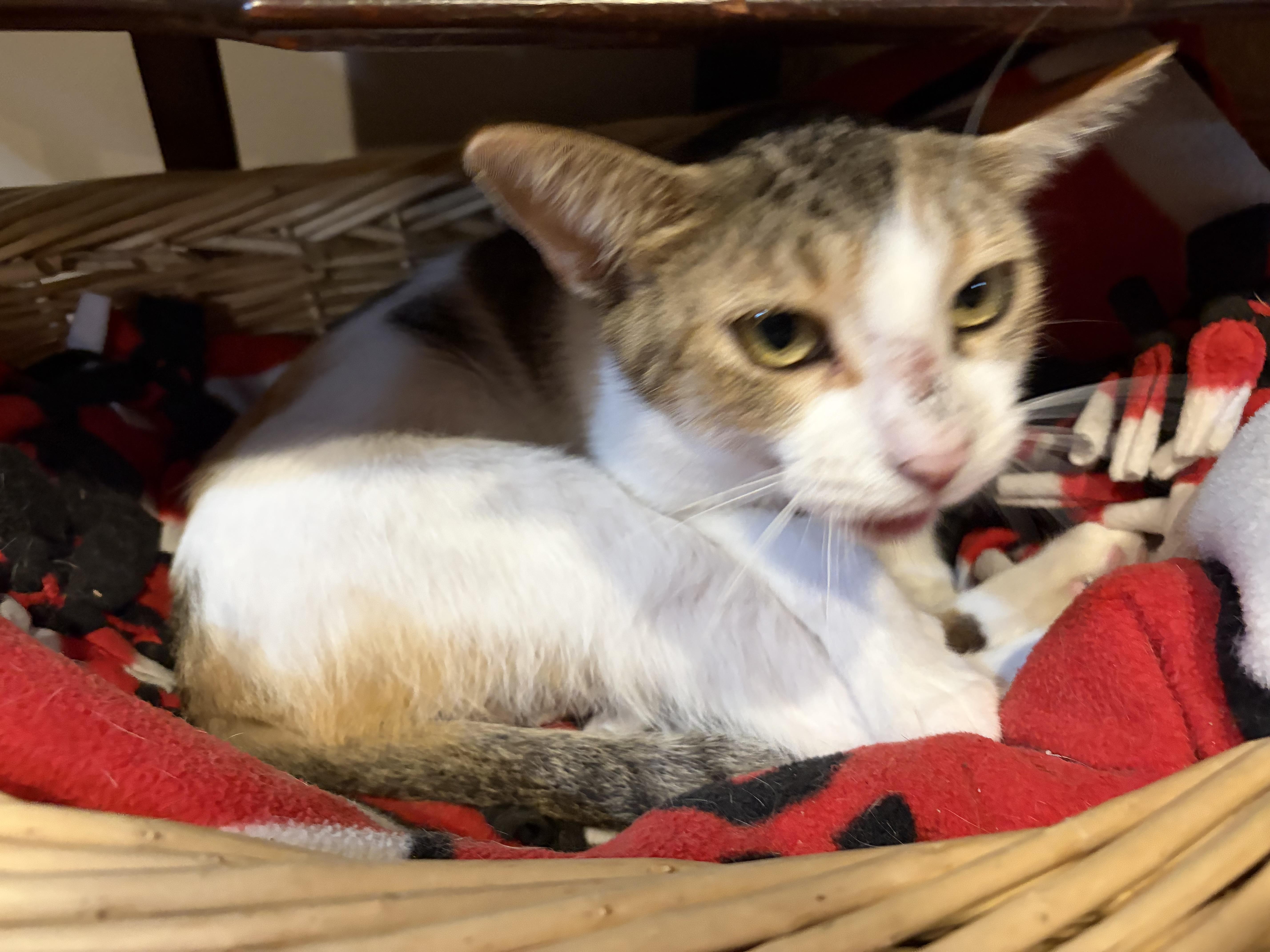 Enlarge Marie, a Adopted Domestic Short Hair in Madison, WI image 3/4