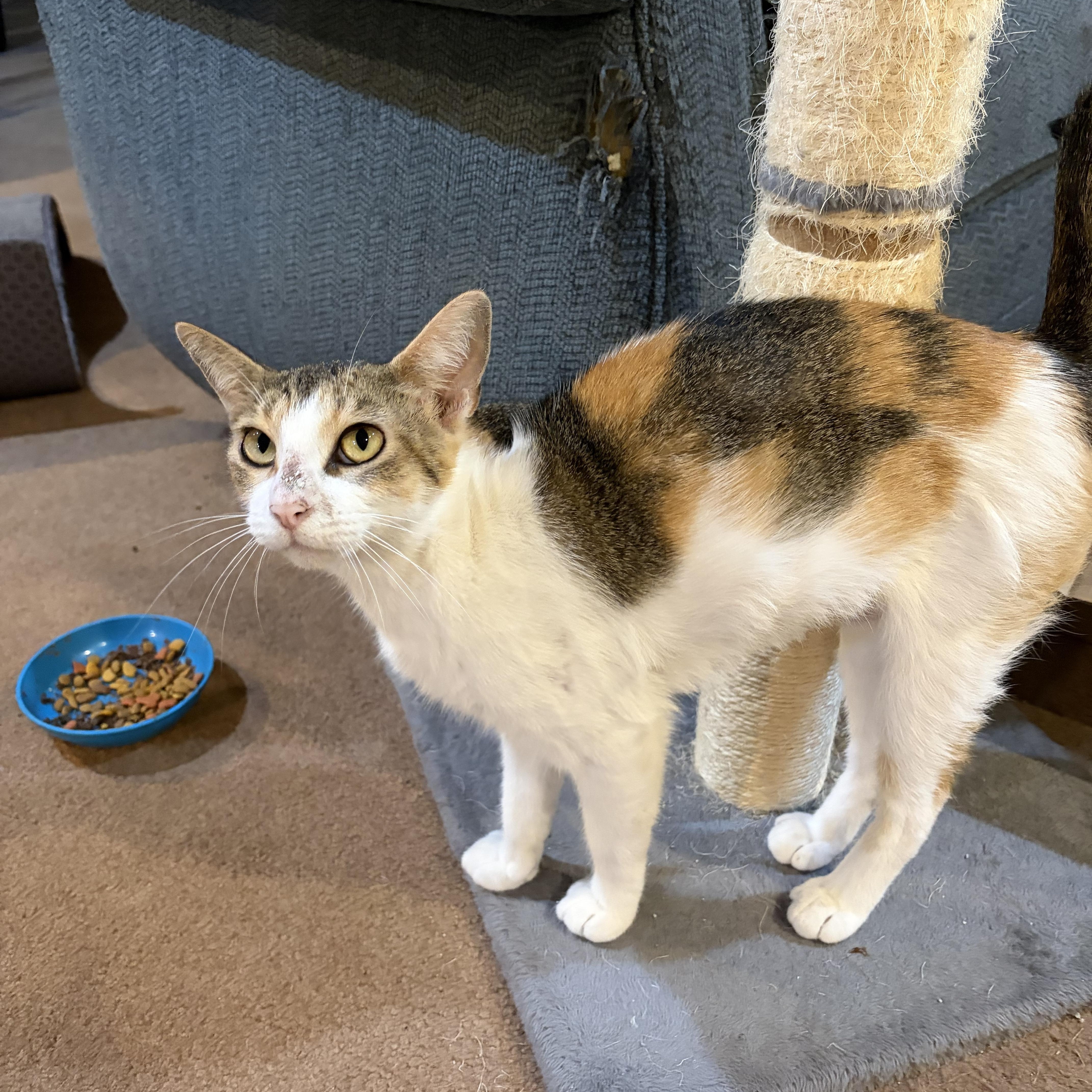 Marie, Adopted, Adult Female Domestic Short Hair.
