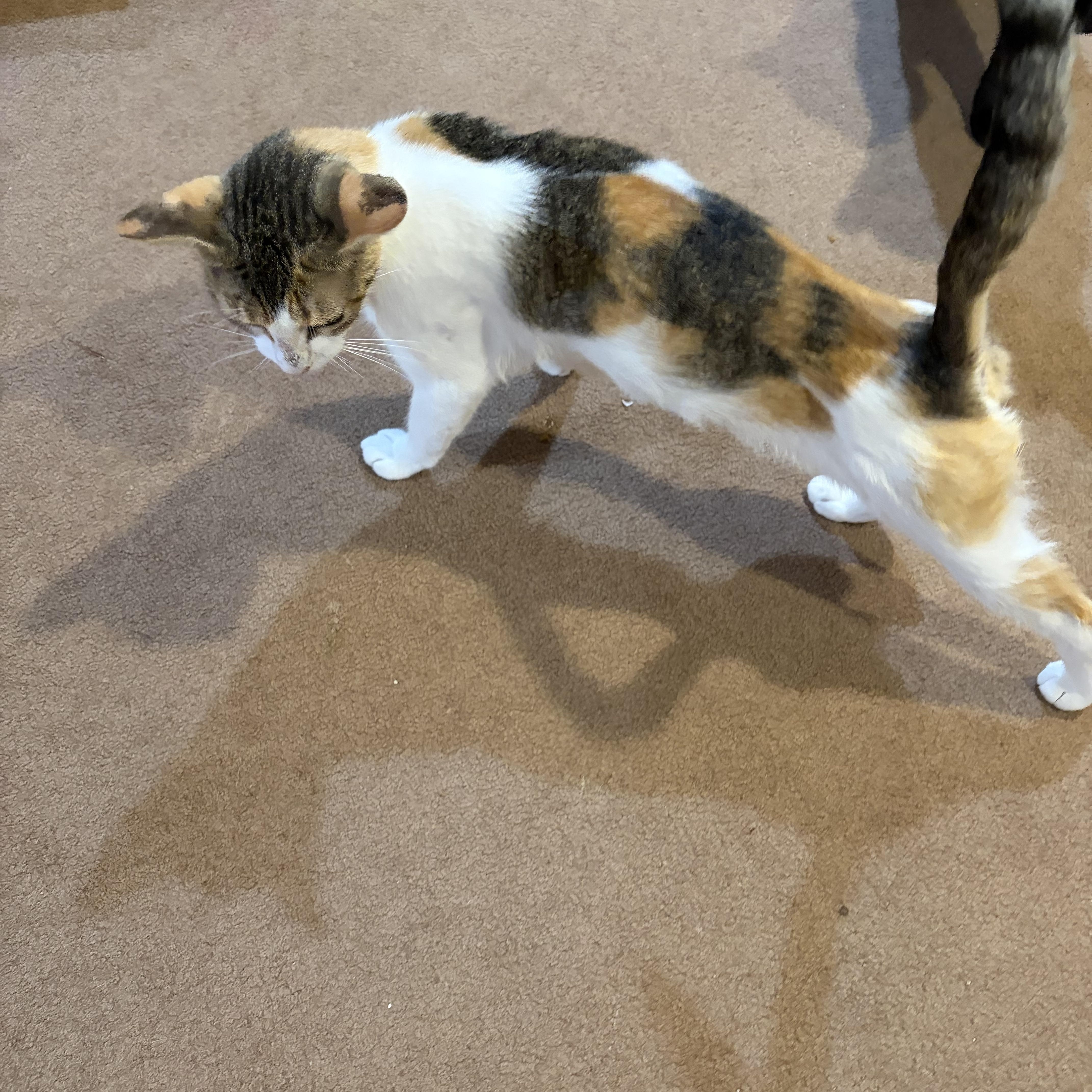 Enlarge Marie, a Adopted Domestic Short Hair in Madison, WI image 2/4