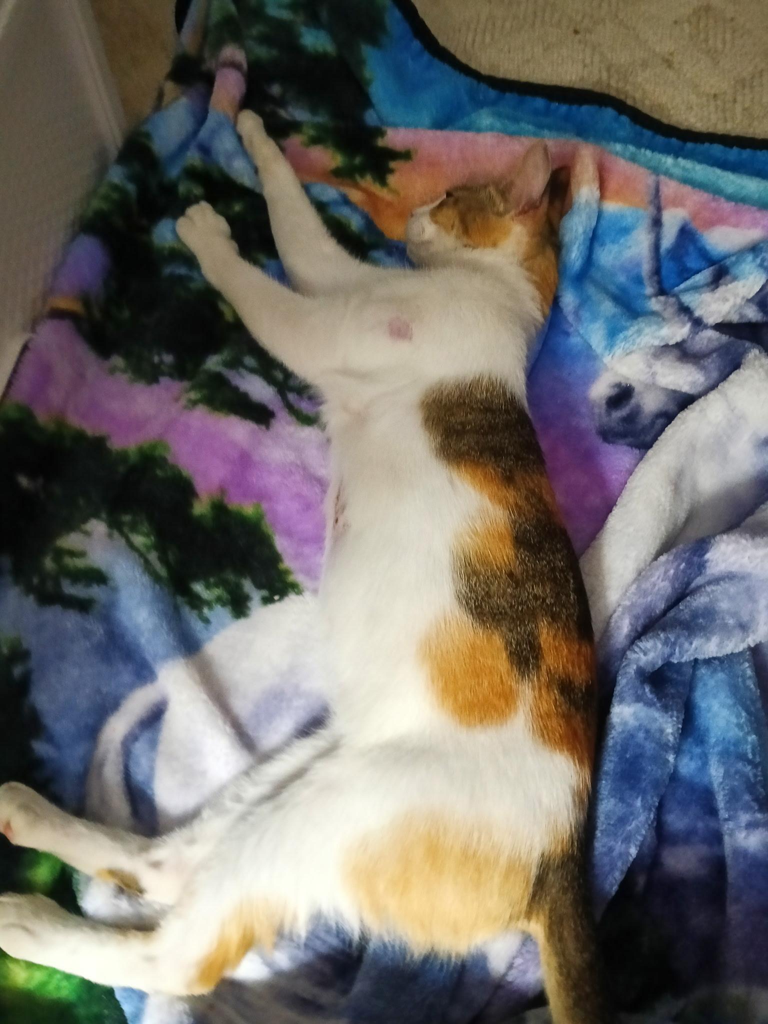 Enlarge Marie, a Adopted Domestic Short Hair in Madison, WI image 4/4