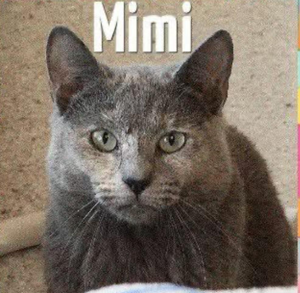Mimi, Adult Female unknown