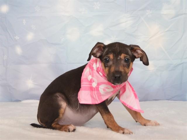 ROBIN, Adoptable, Puppy Female Chihuahua & Mixed Breed.