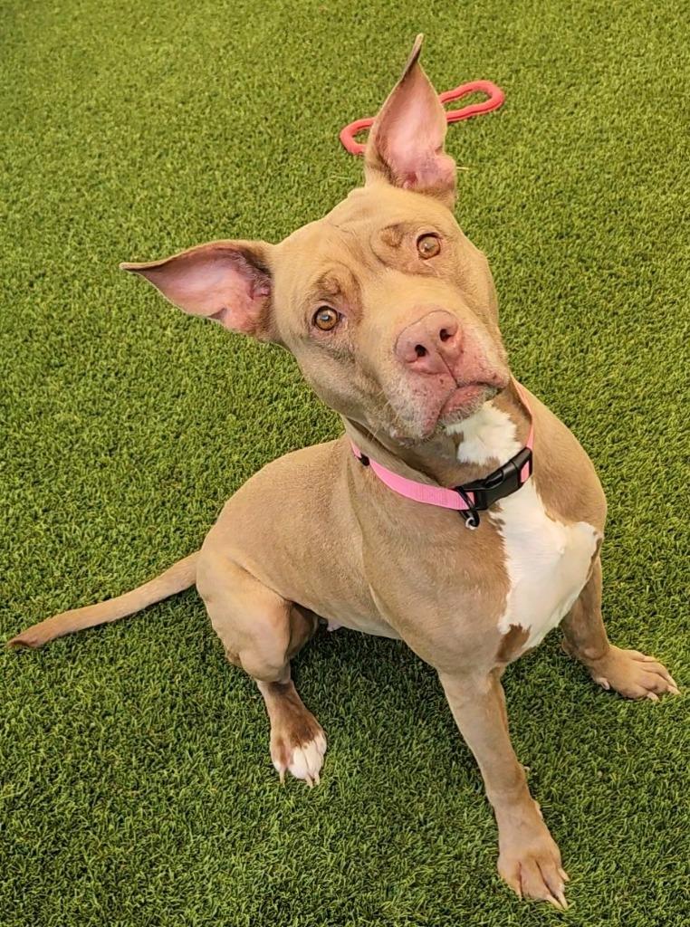 Ginger, Adoptable, Adult Female Pit Bull Terrier.