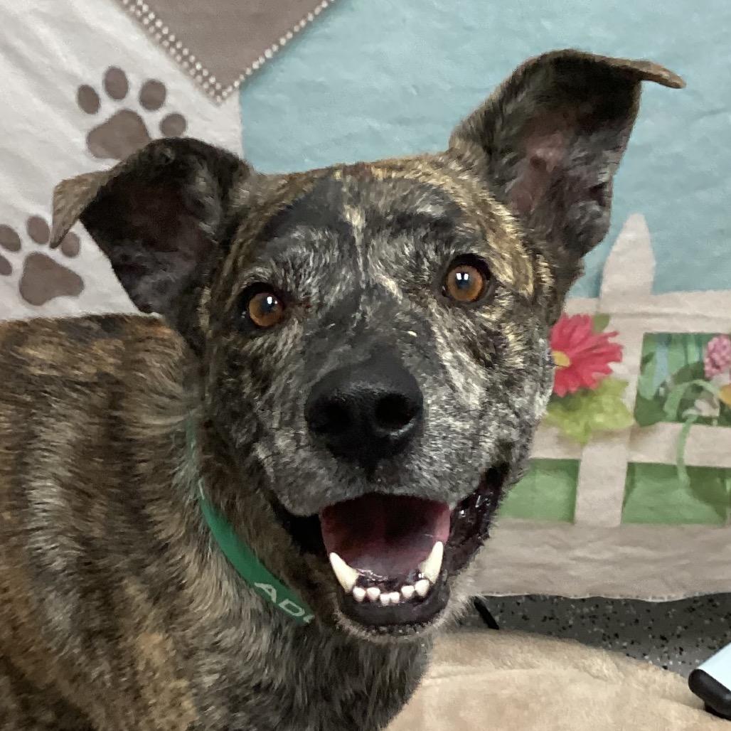 Enlarge Papas, a Adoptable American Staffordshire Terrier in Henderson, NV image 2/6