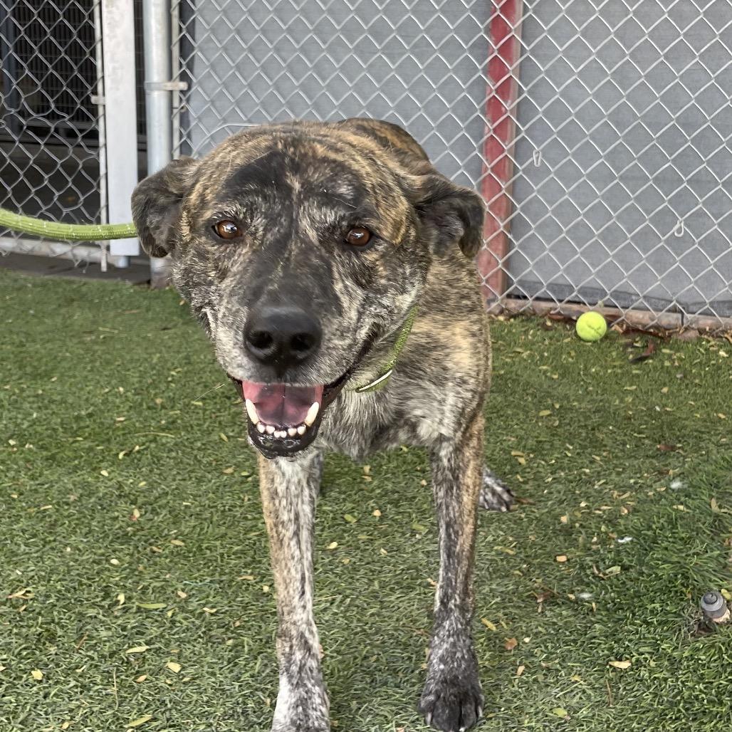 Enlarge Papas, a Adoptable American Staffordshire Terrier in Henderson, NV image 3/6