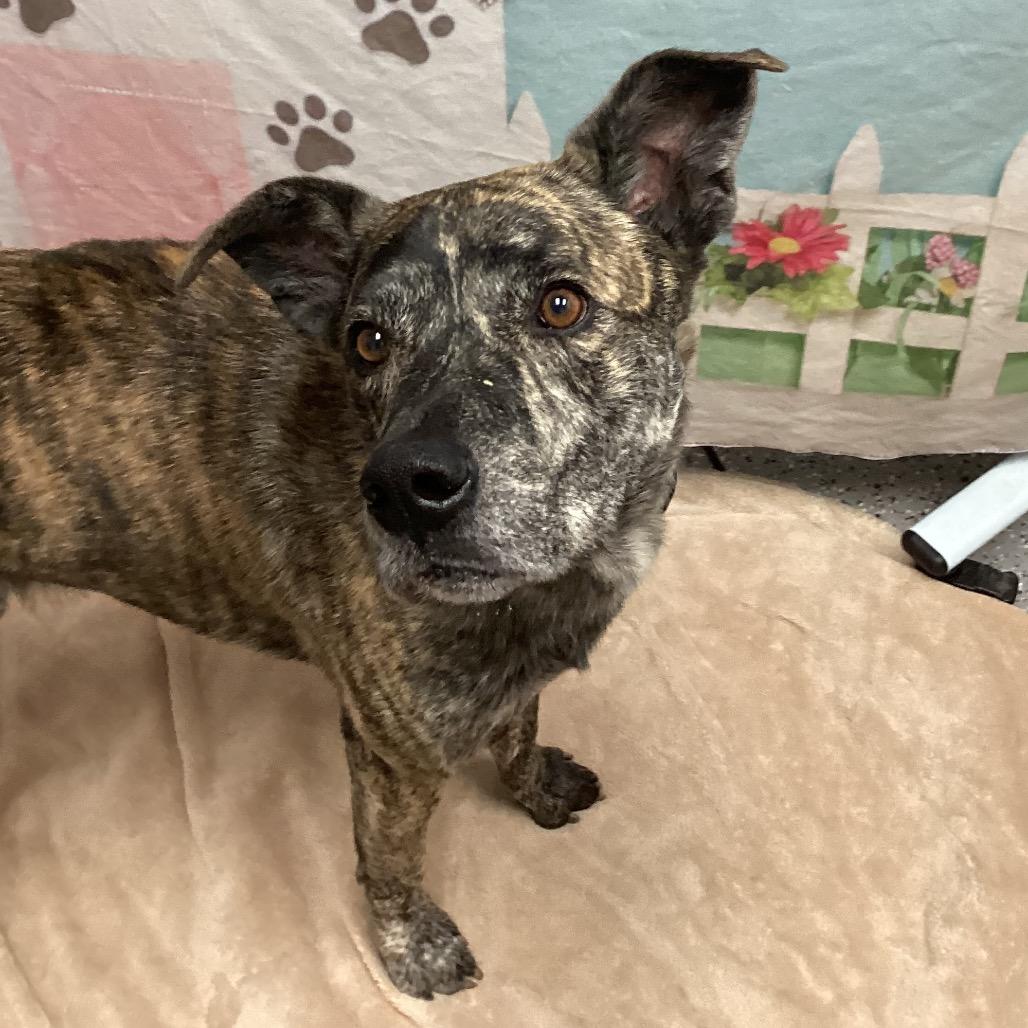 Enlarge Papas, a Adoptable American Staffordshire Terrier in Henderson, NV image 4/6