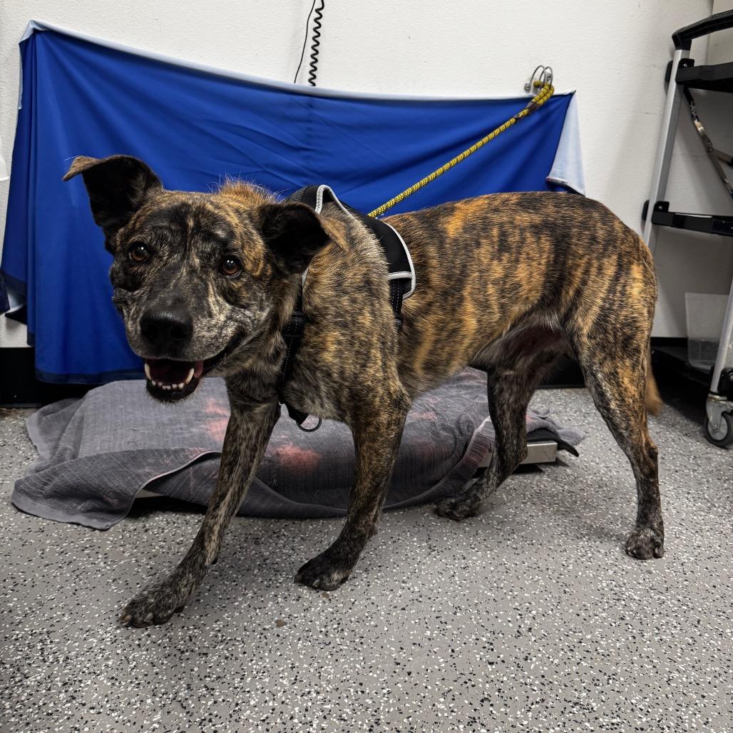 Enlarge Papas, a Adoptable American Staffordshire Terrier in Henderson, NV image 5/6