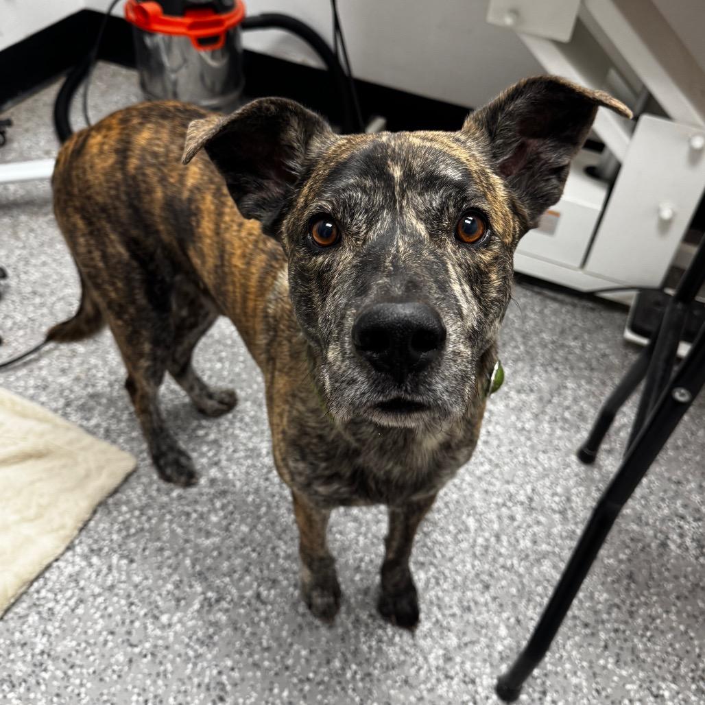 Enlarge Papas, a Adoptable American Staffordshire Terrier in Henderson, NV image 6/6