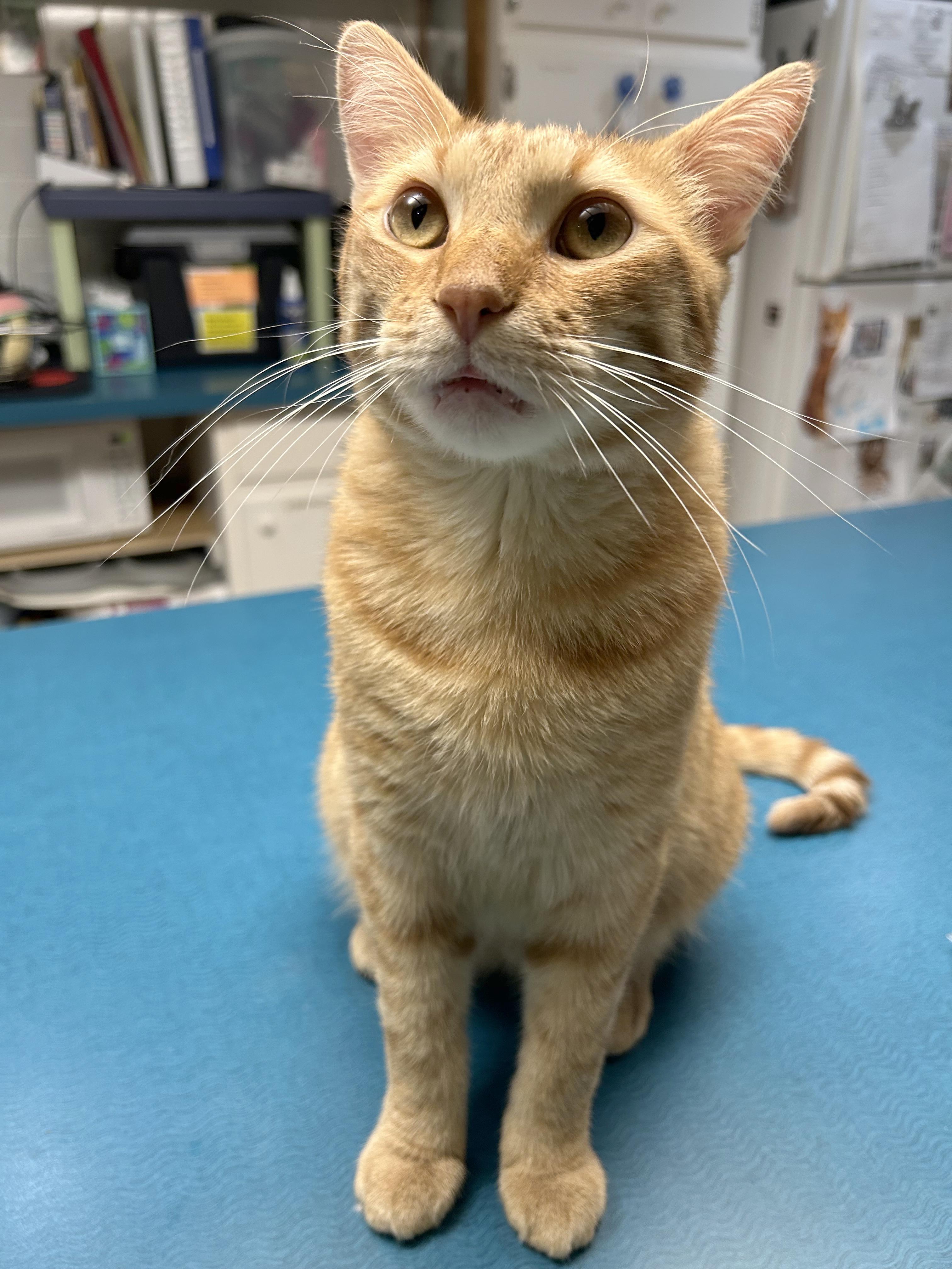 Enlarge Vecna, a Adoptable Tabby in Parkville, MO image 2/6