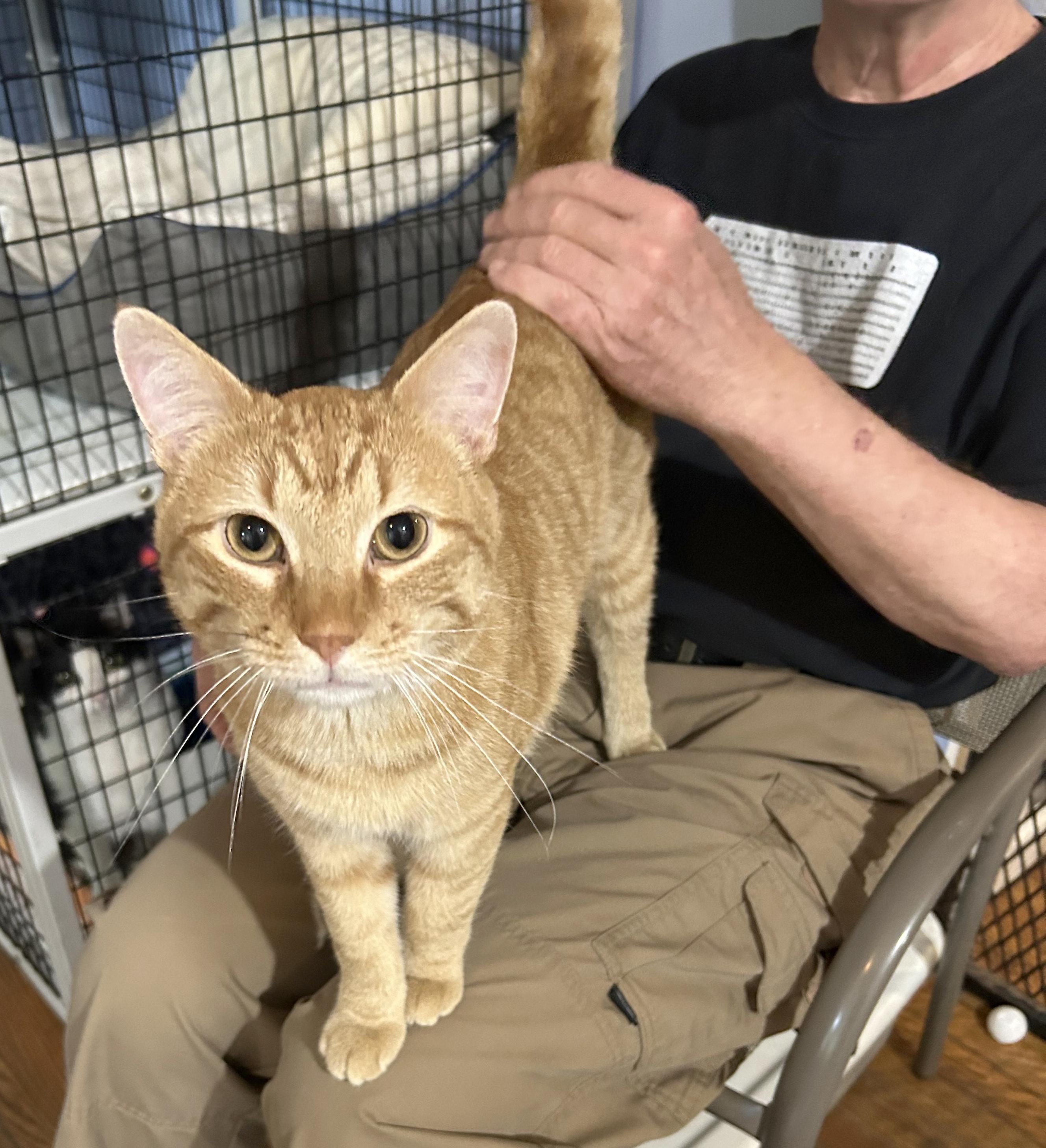Vecna, Adoptable, Adult Male Tabby.