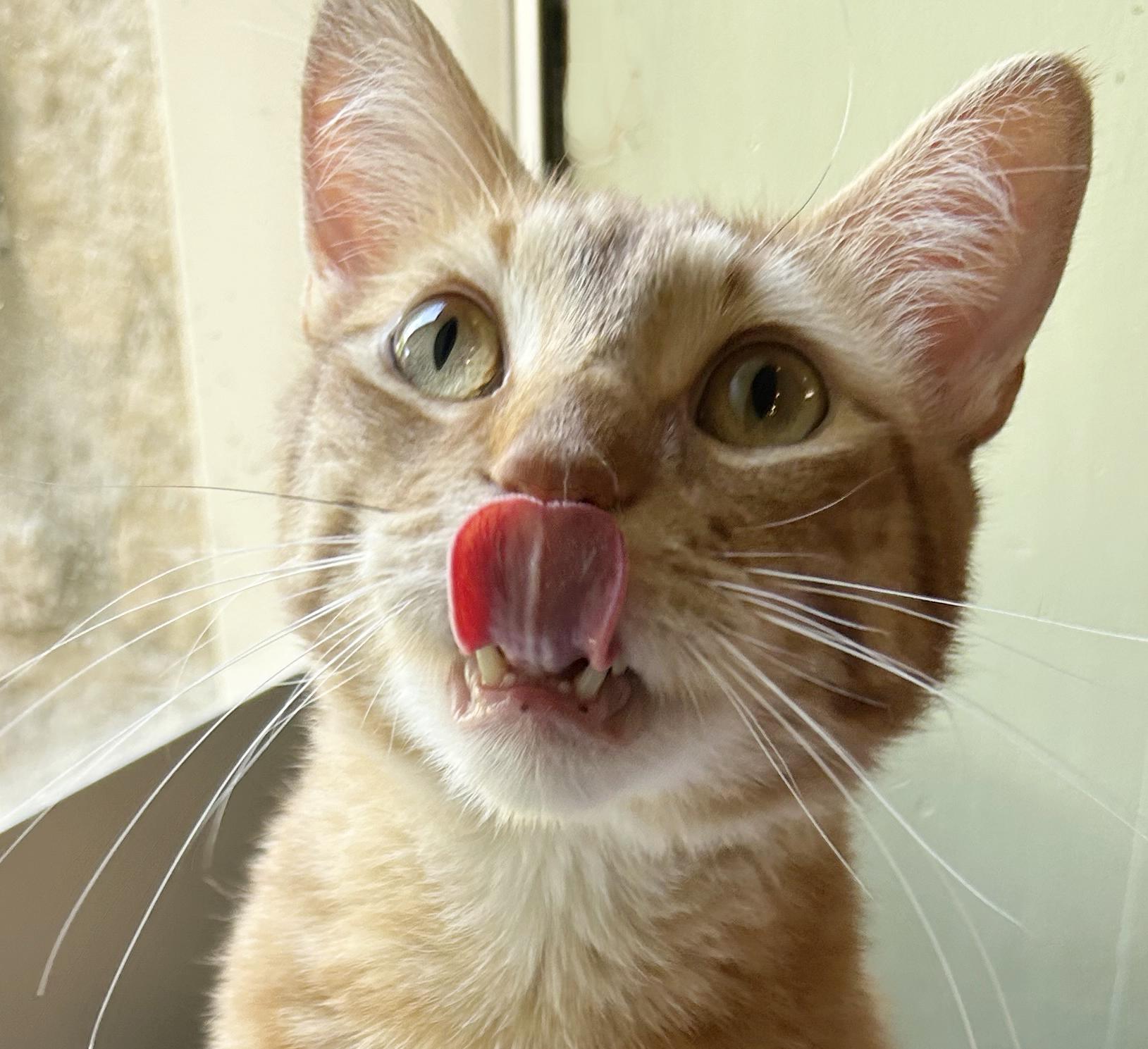 Vecna, Adoptable, Adult Male Tabby.