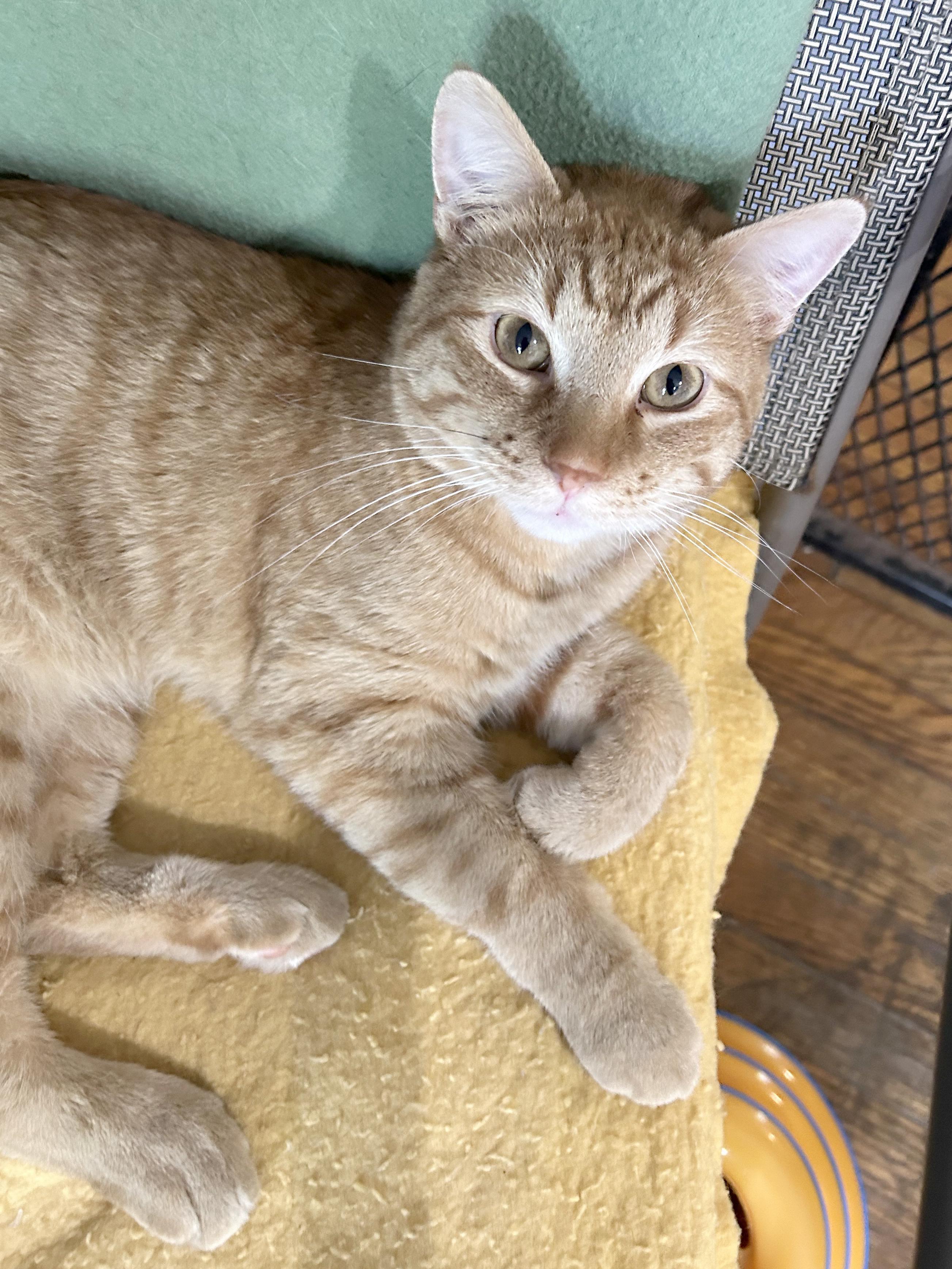 Enlarge Vecna, a Adoptable Tabby in Parkville, MO image 1/6