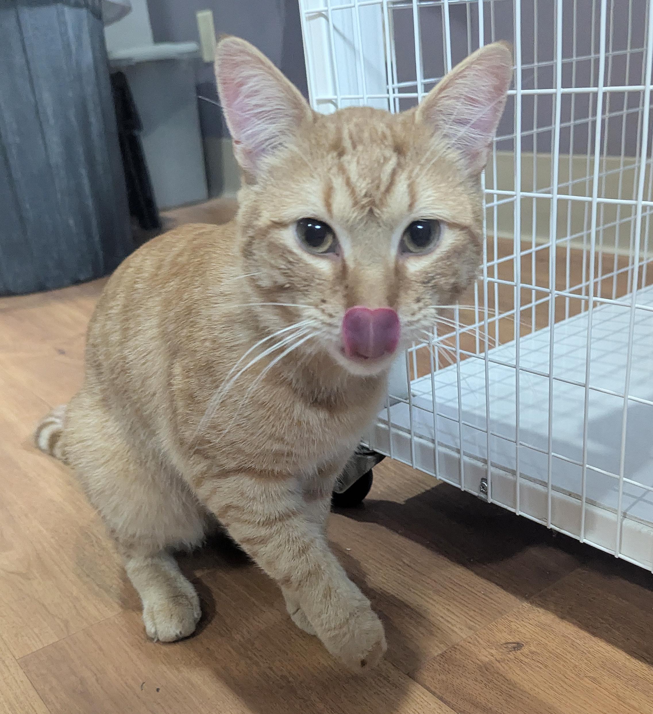 Enlarge Vecna, a Adoptable Tabby in Parkville, MO image 1/6