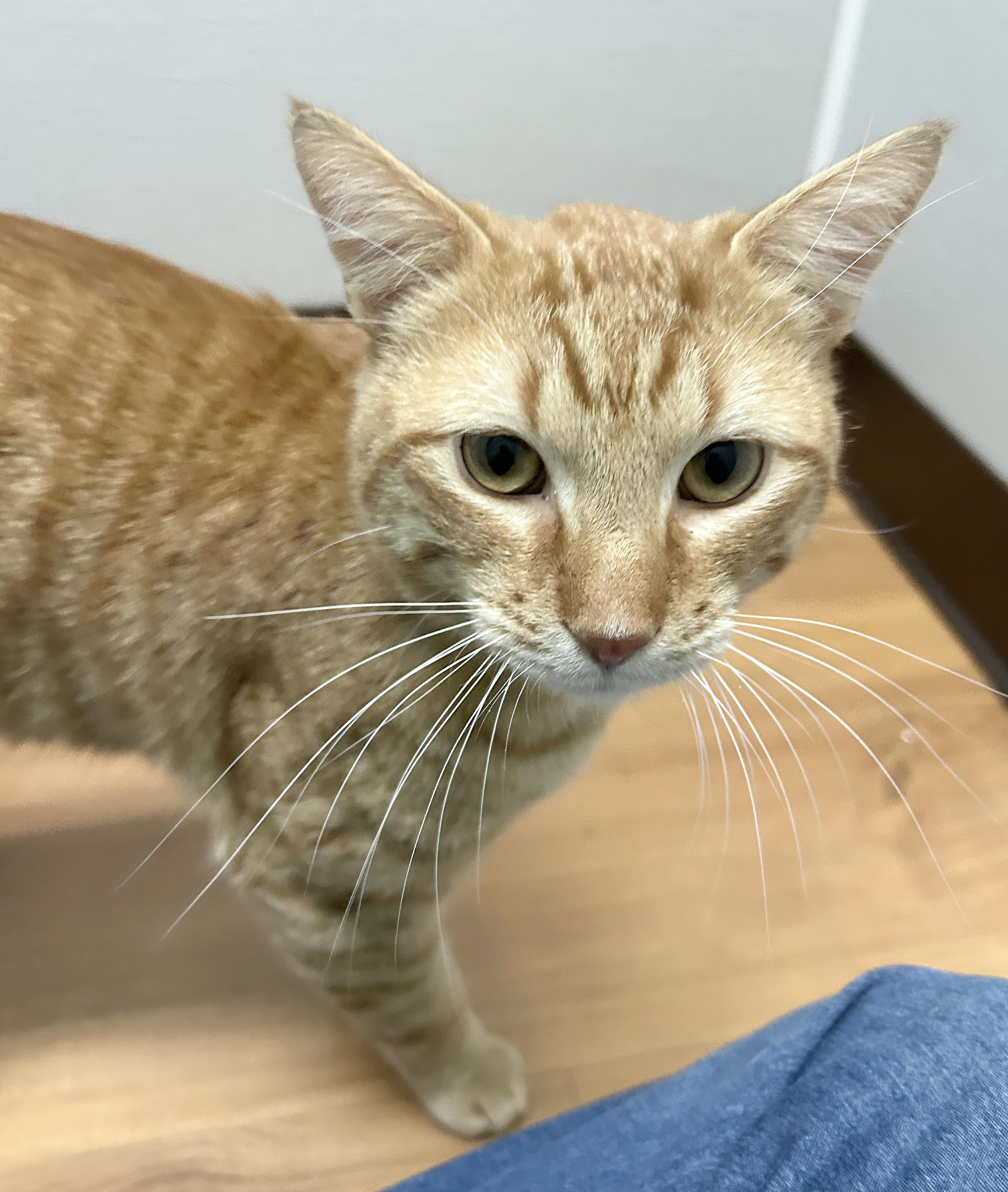 Enlarge Vecna, a Adoptable Tabby in Parkville, MO image 4/5