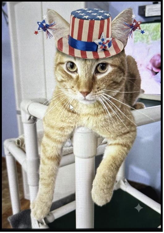 Vecna, a Adoptable Tabby in Parkville, MO image 1/5