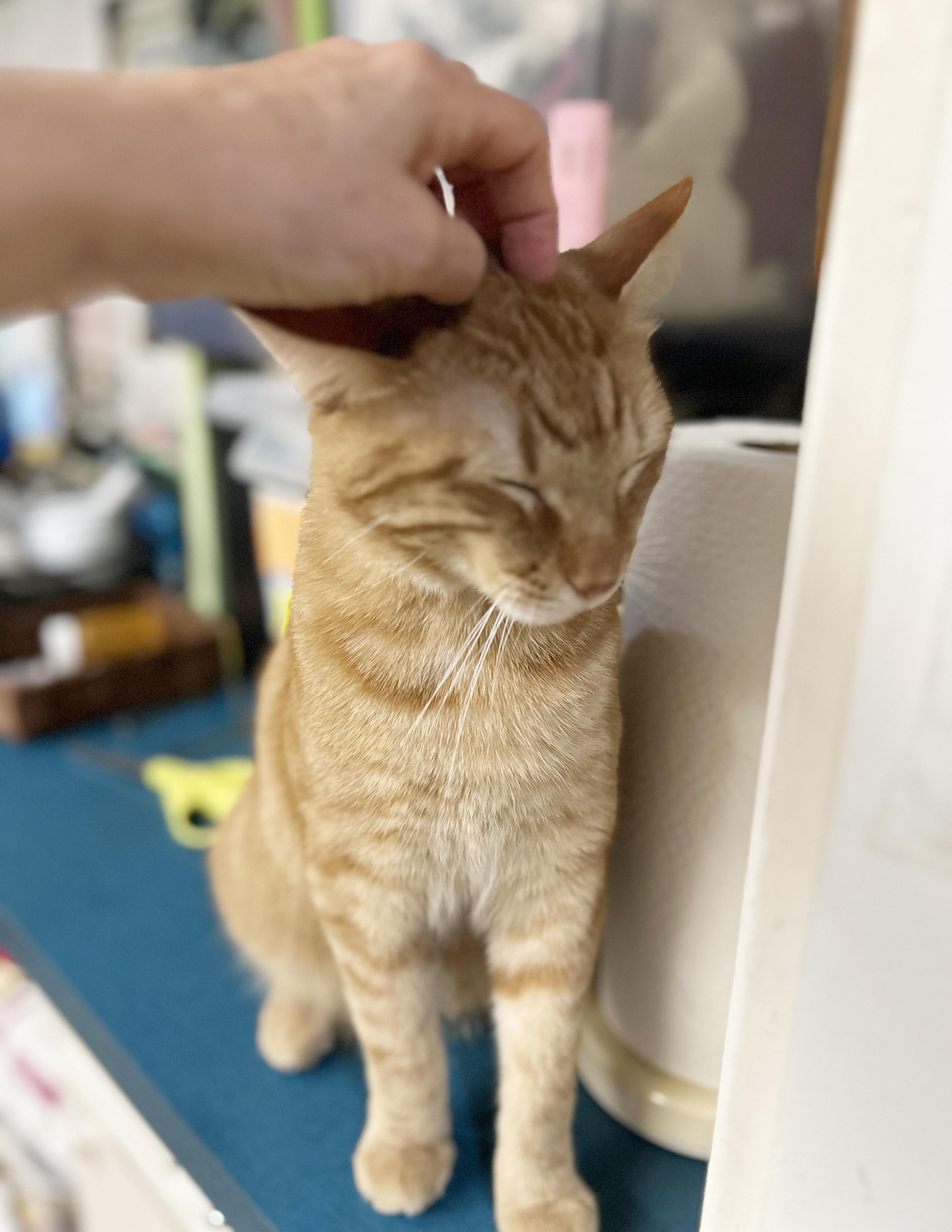 Enlarge Vecna, a Adoptable Tabby in Parkville, MO image 5/6