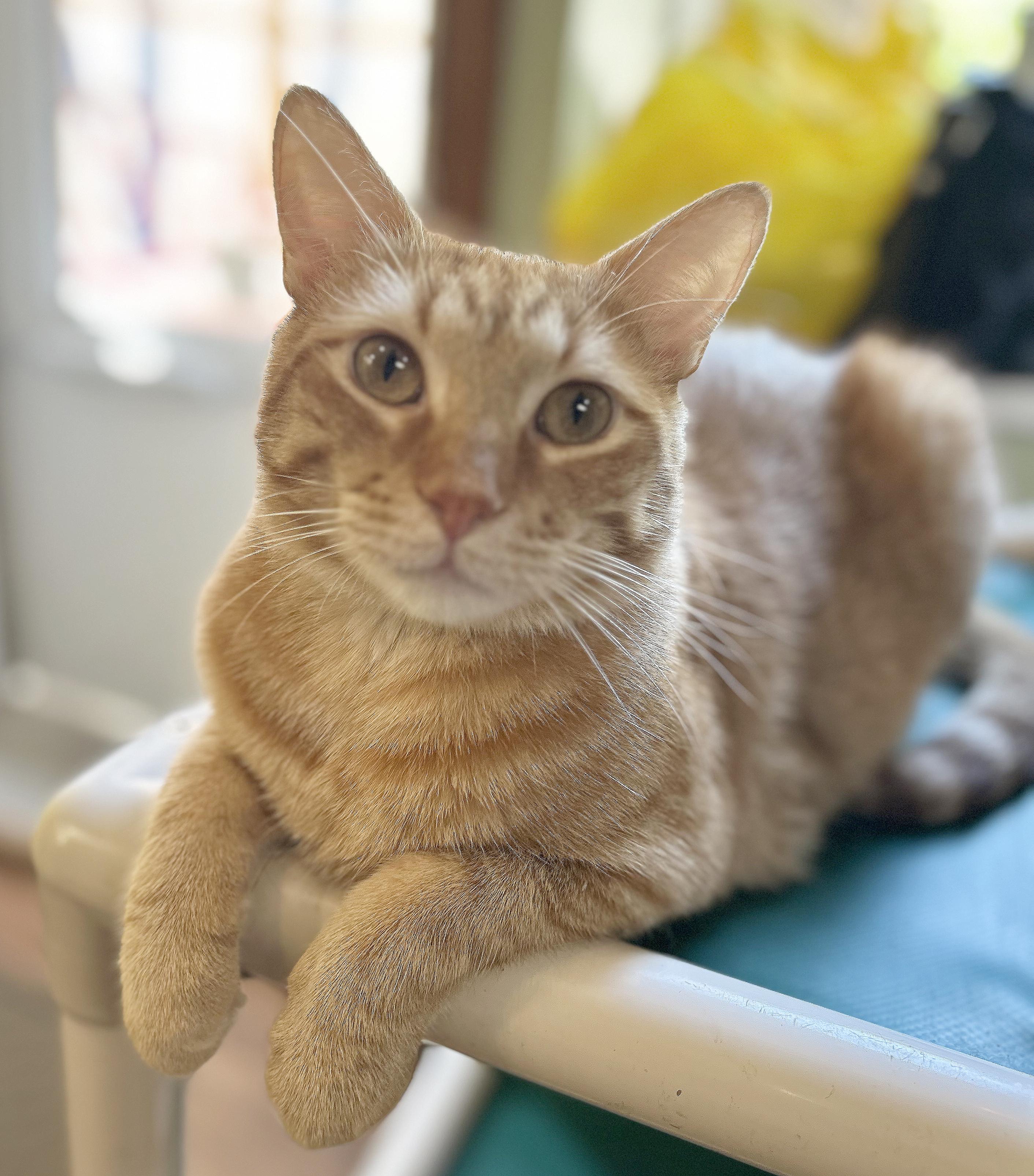 Vecna, Adoptable, Adult Male Tabby.