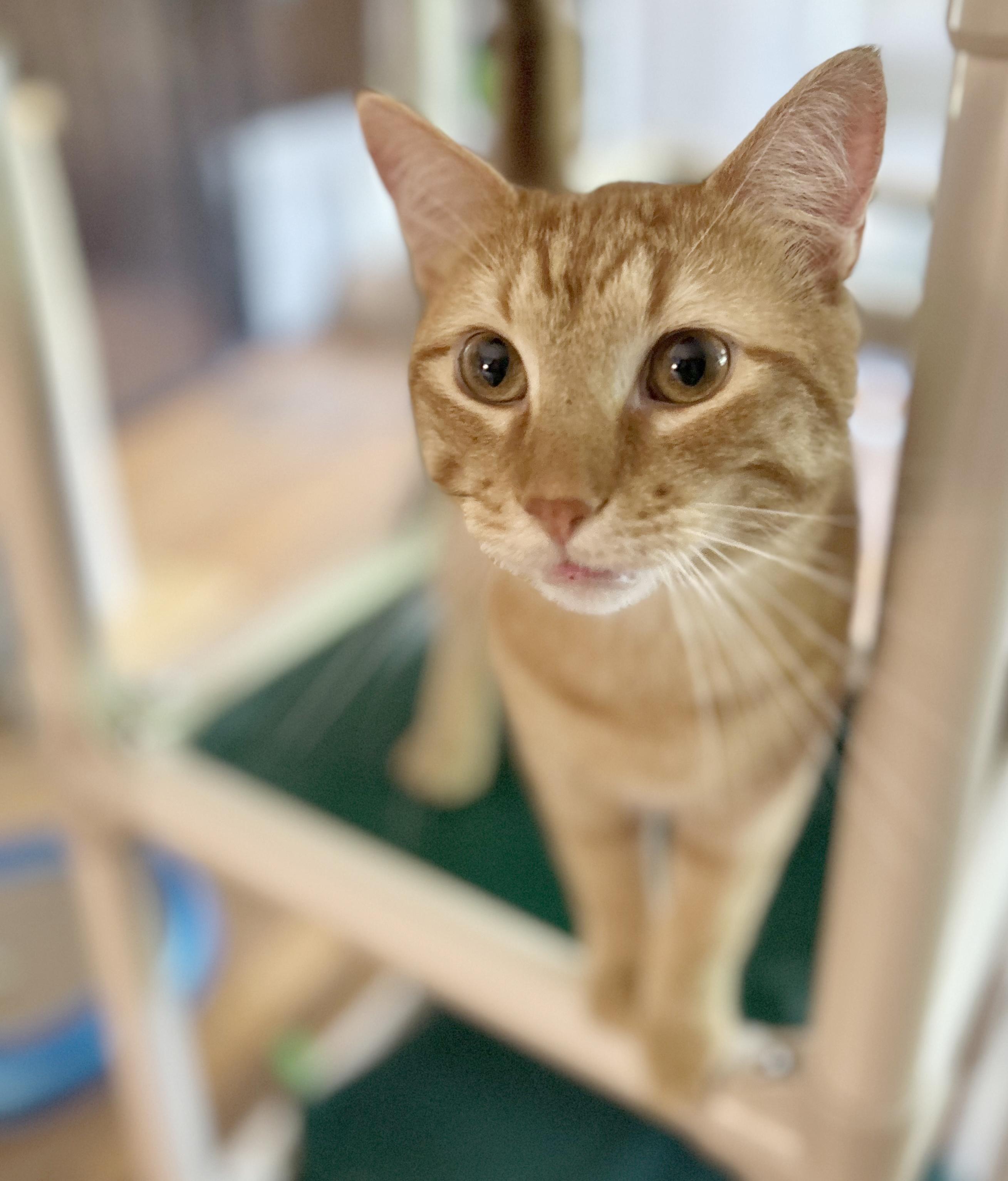 Enlarge Vecna, a Adoptable Tabby in Parkville, MO image 1/5