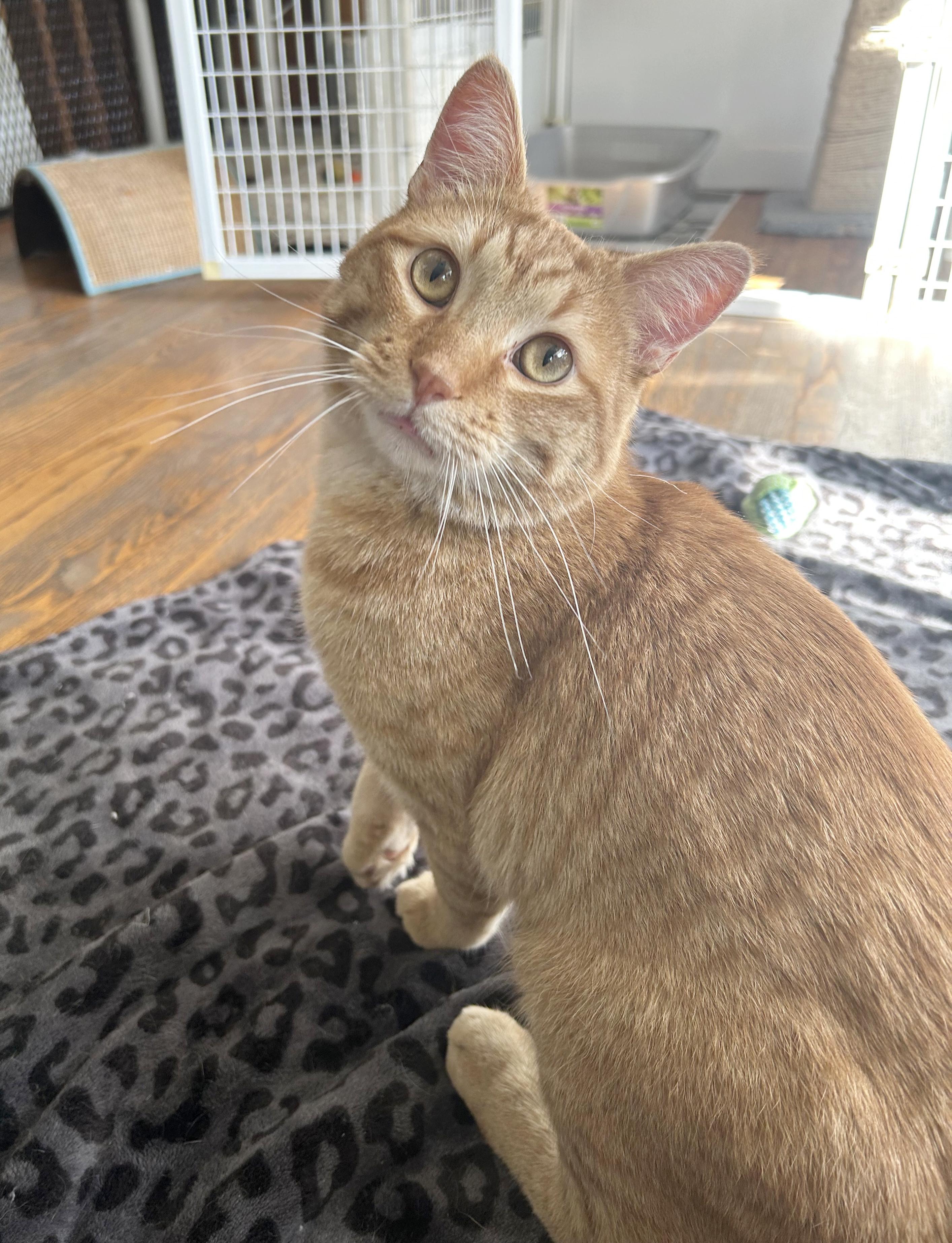 Vecna, Adoptable, Adult Male Tabby.