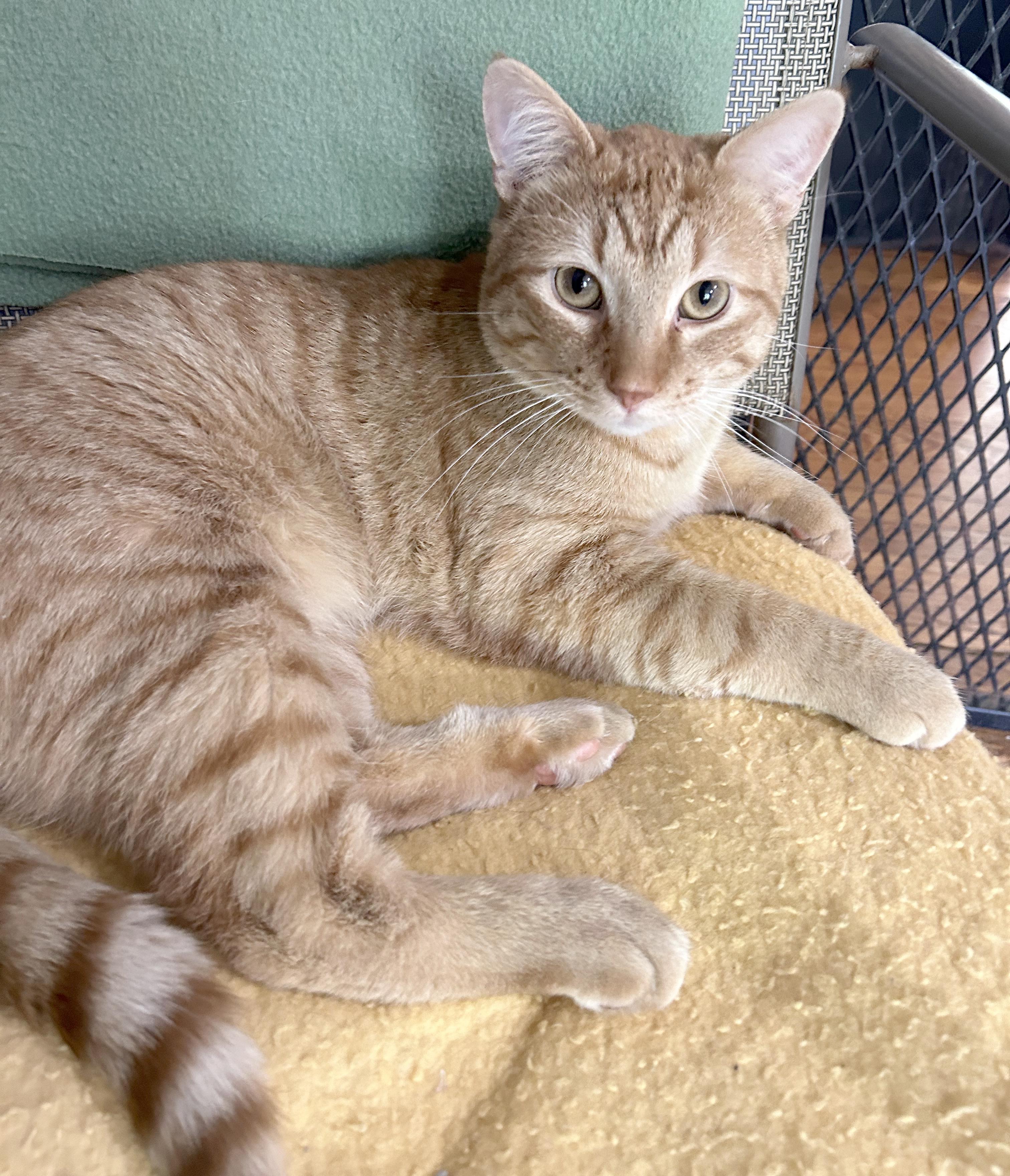 Enlarge Vecna, a Adoptable Tabby in Parkville, MO image 6/6
