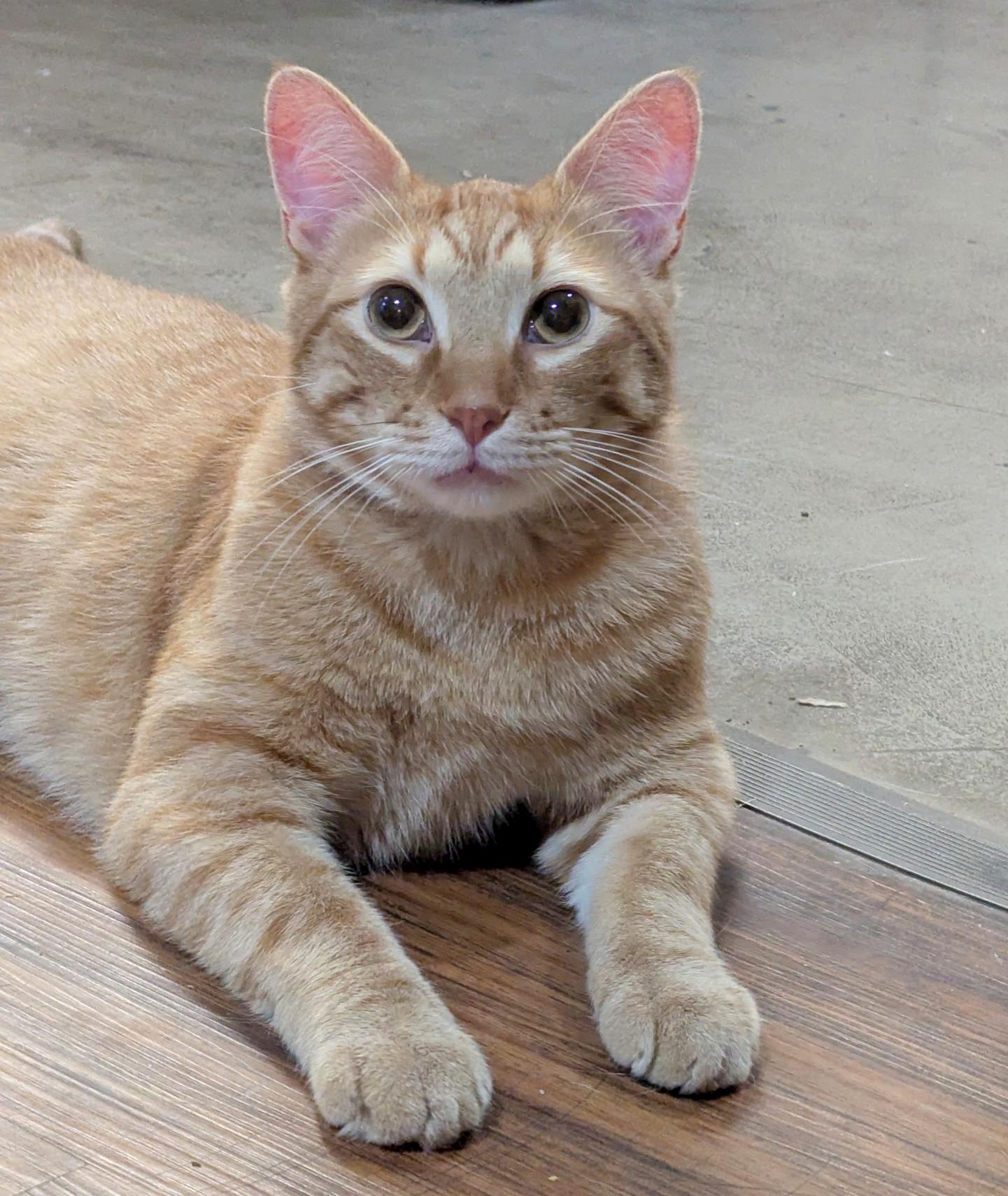 Enlarge Vecna, a Adoptable Tabby in Parkville, MO image 3/6
