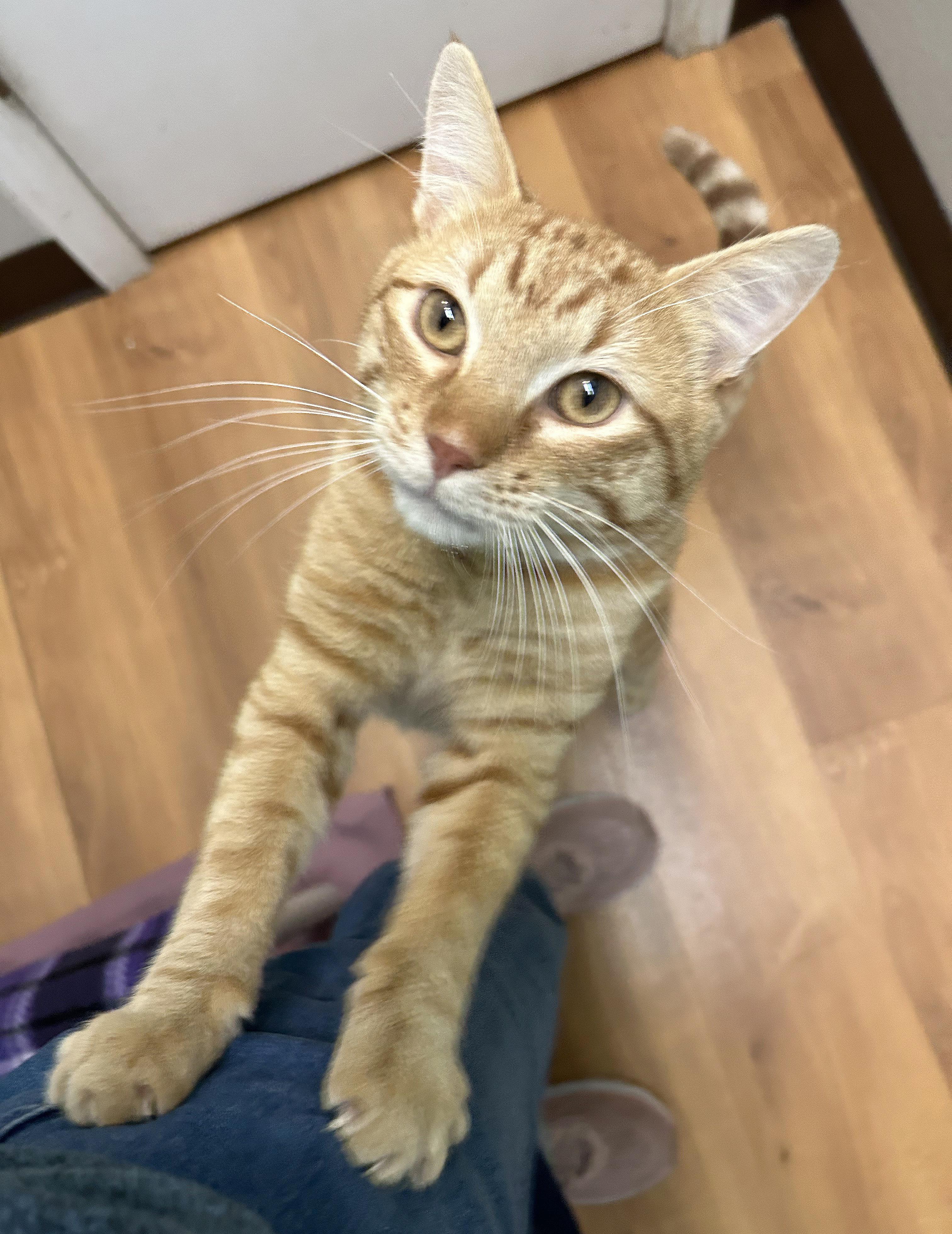 Vecna, Adoptable, Adult Male Tabby.