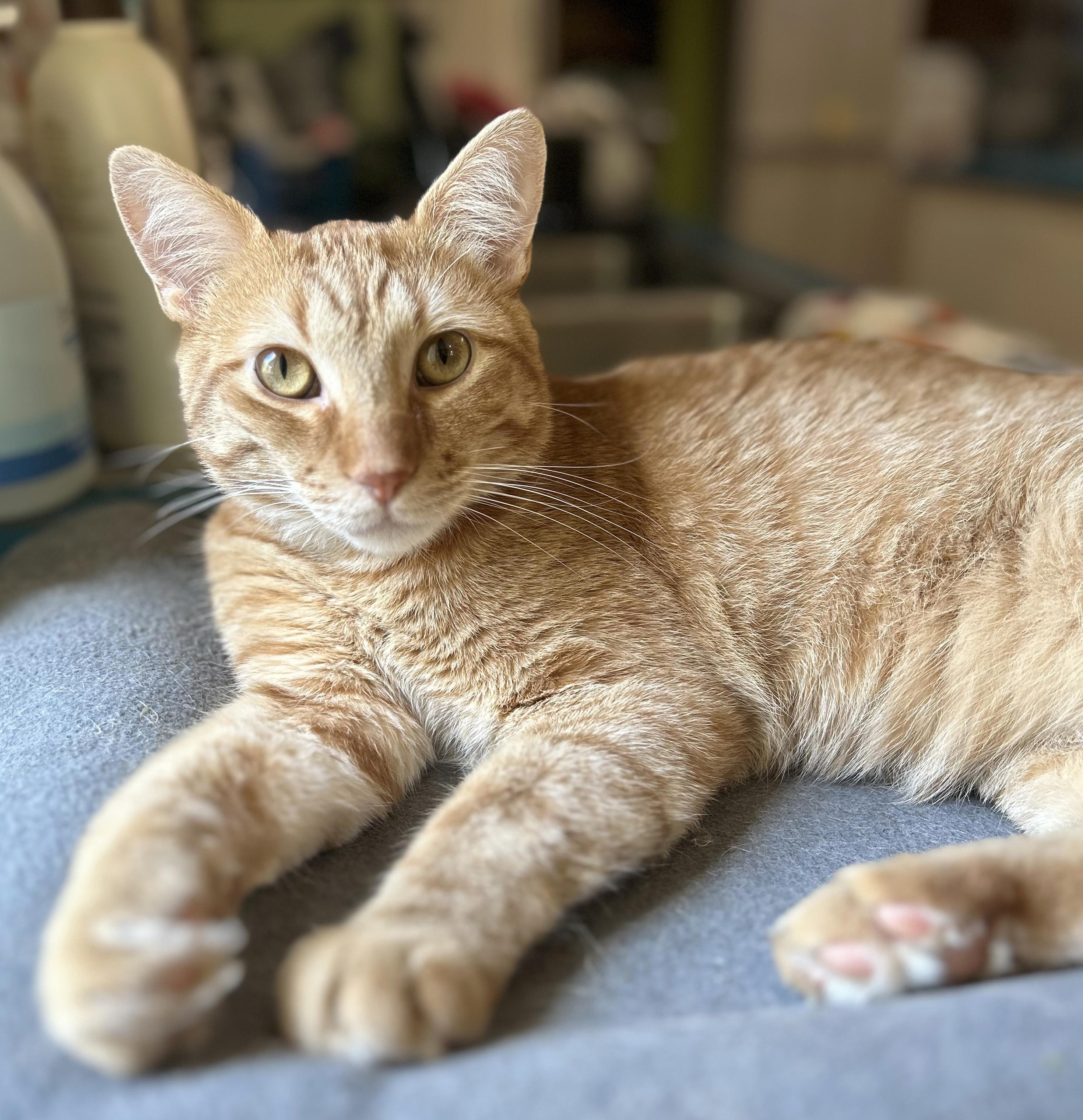 Enlarge Vecna, a Adoptable Tabby in Parkville, MO image 2/6