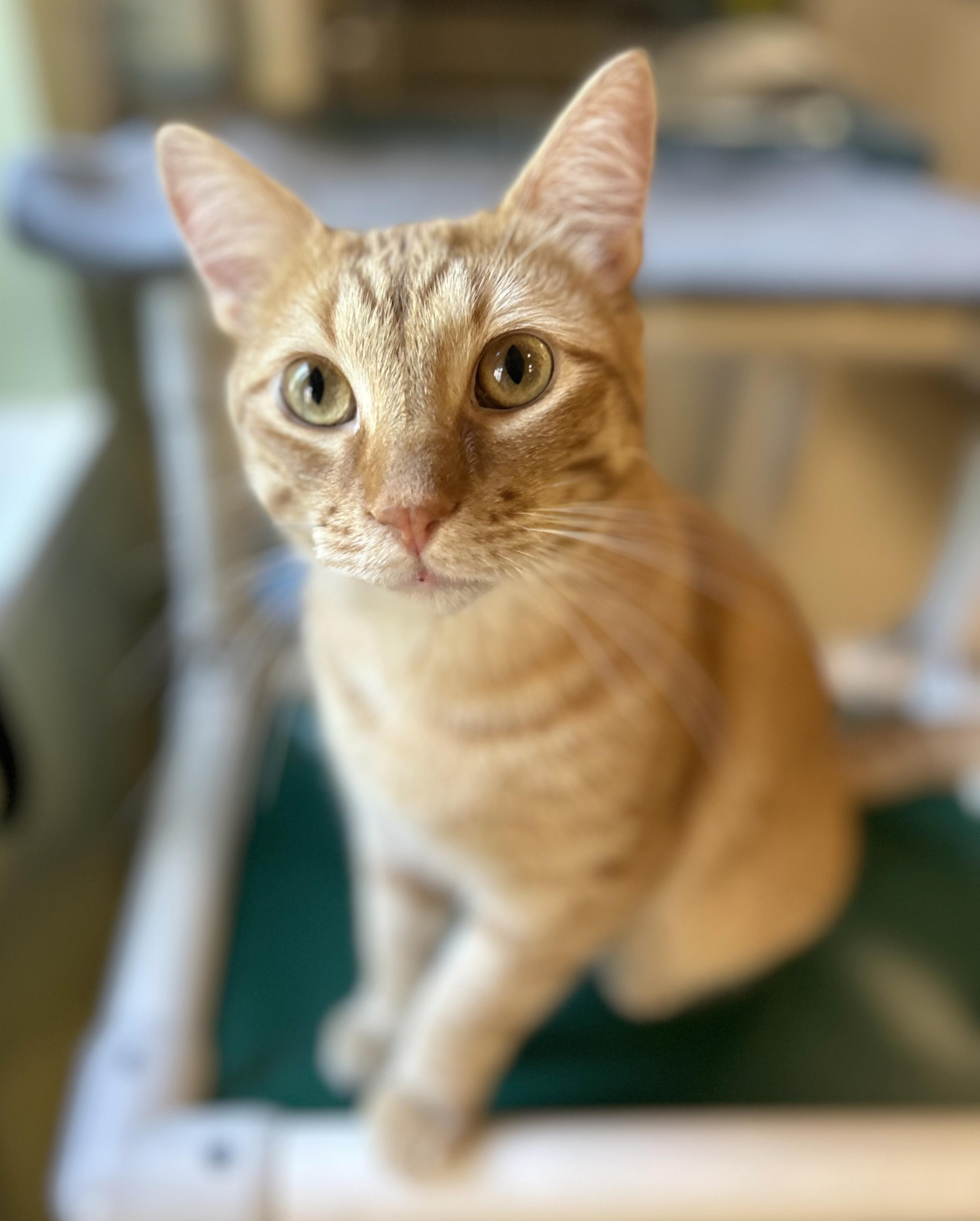 Enlarge Vecna, a Adoptable Tabby in Parkville, MO image 3/6