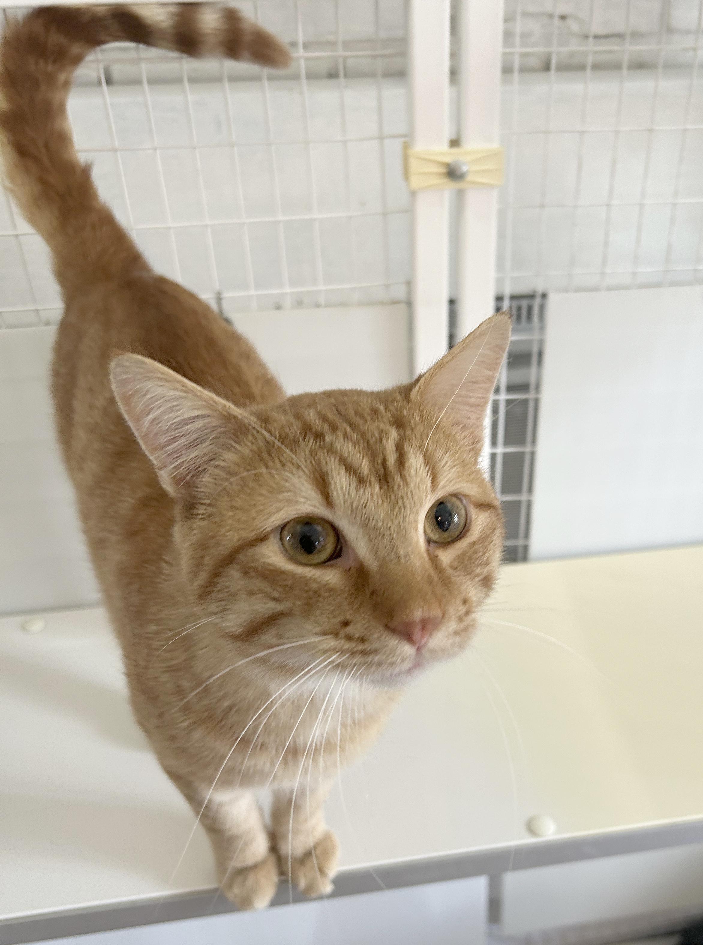 Enlarge Vecna, a Adoptable Tabby in Parkville, MO image 2/6